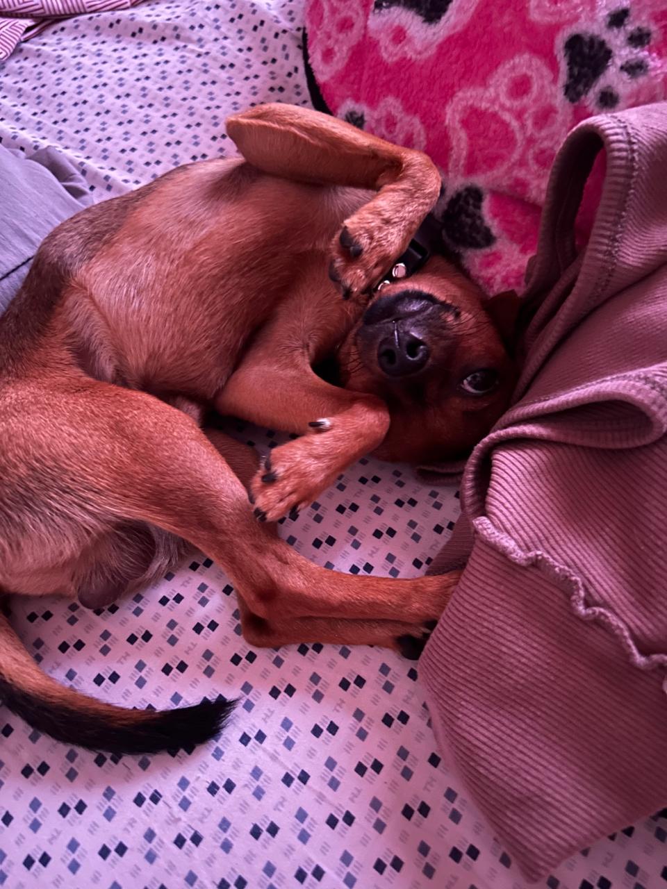 Koda, foto 2