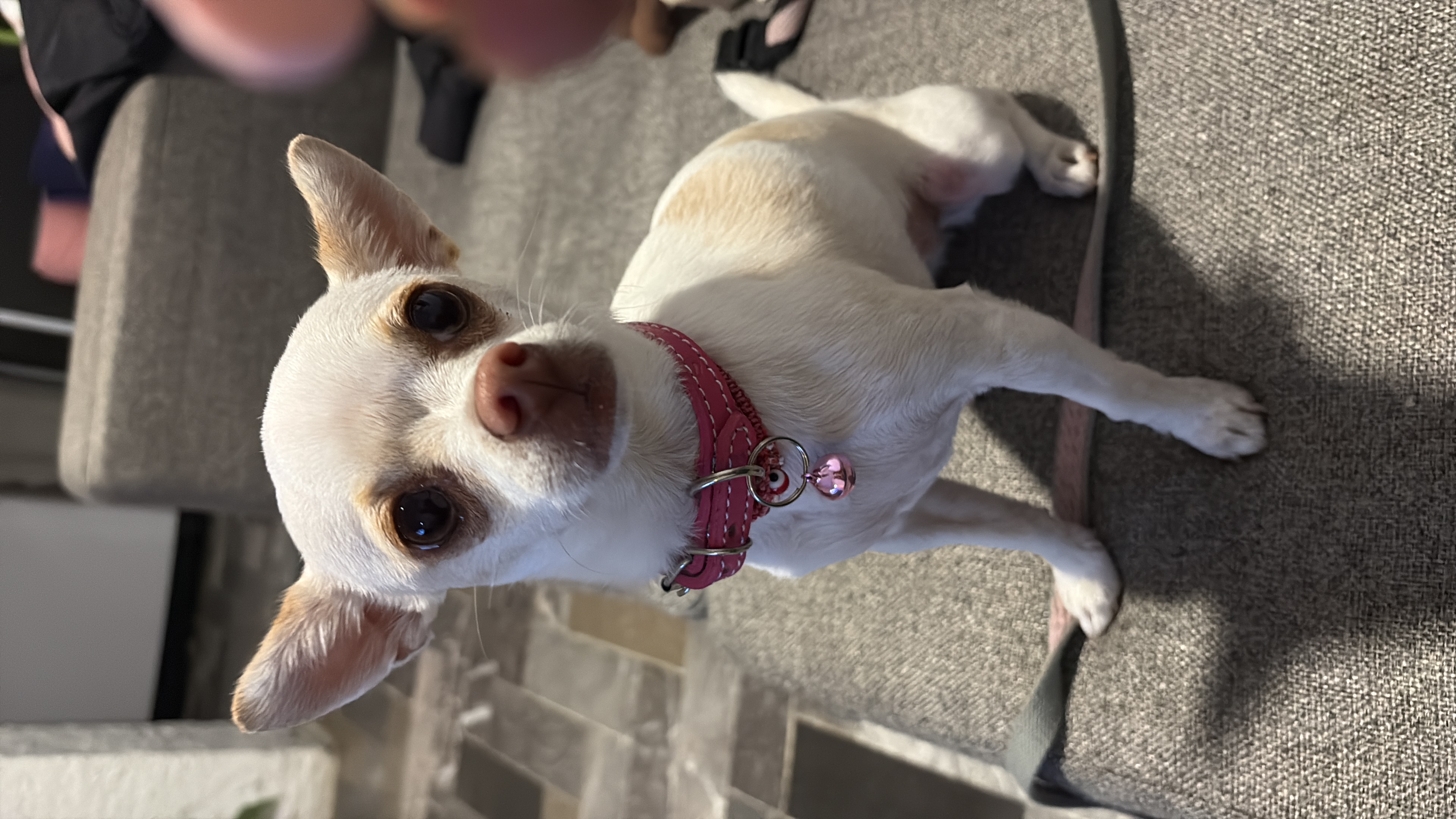 Lila, chihuahua blanca con manchas cafés, cabeza de venado, pelo corto