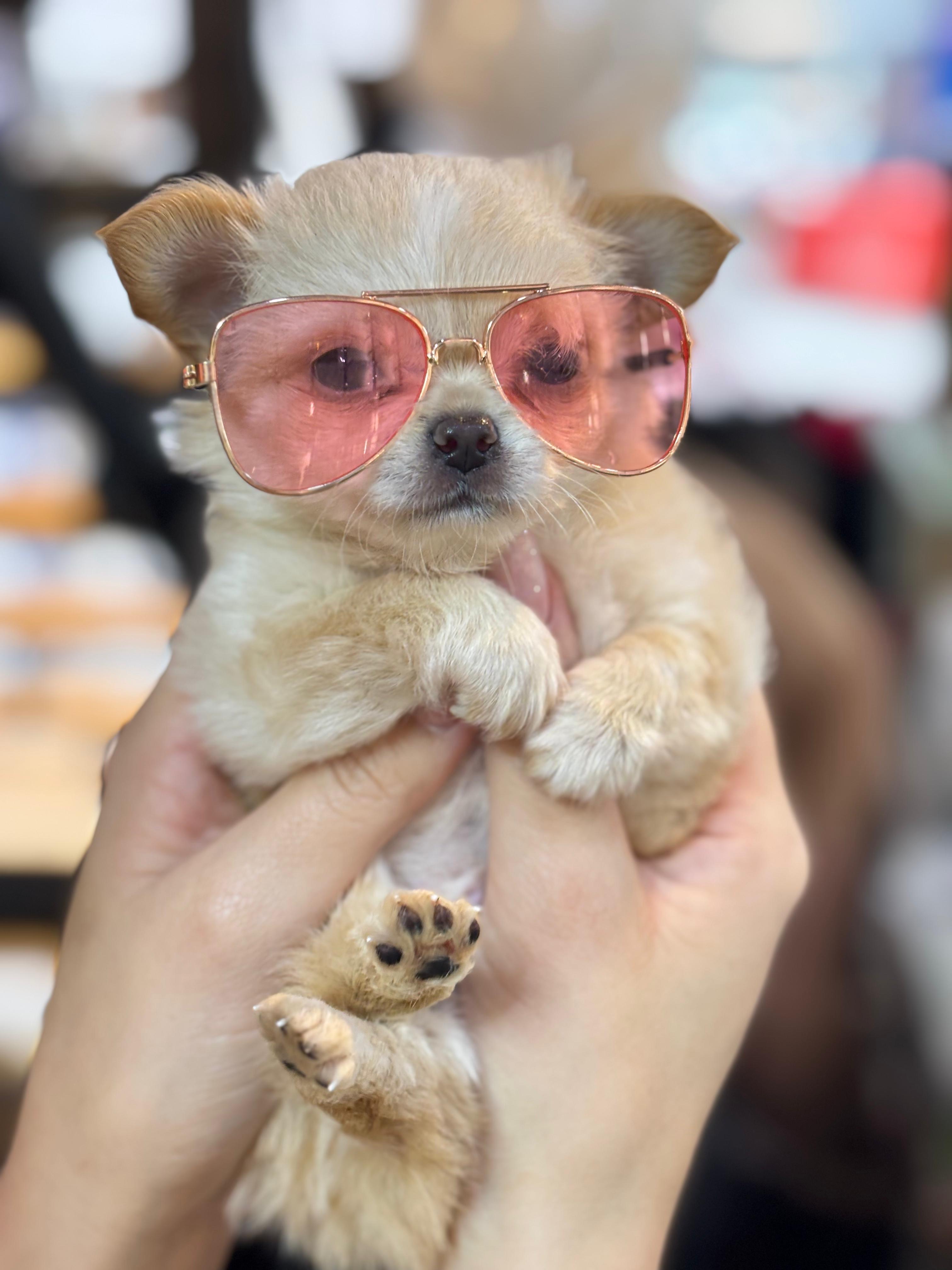 Coco, chihuahua dorado con blanco de pelo largo, cabeza de manzana