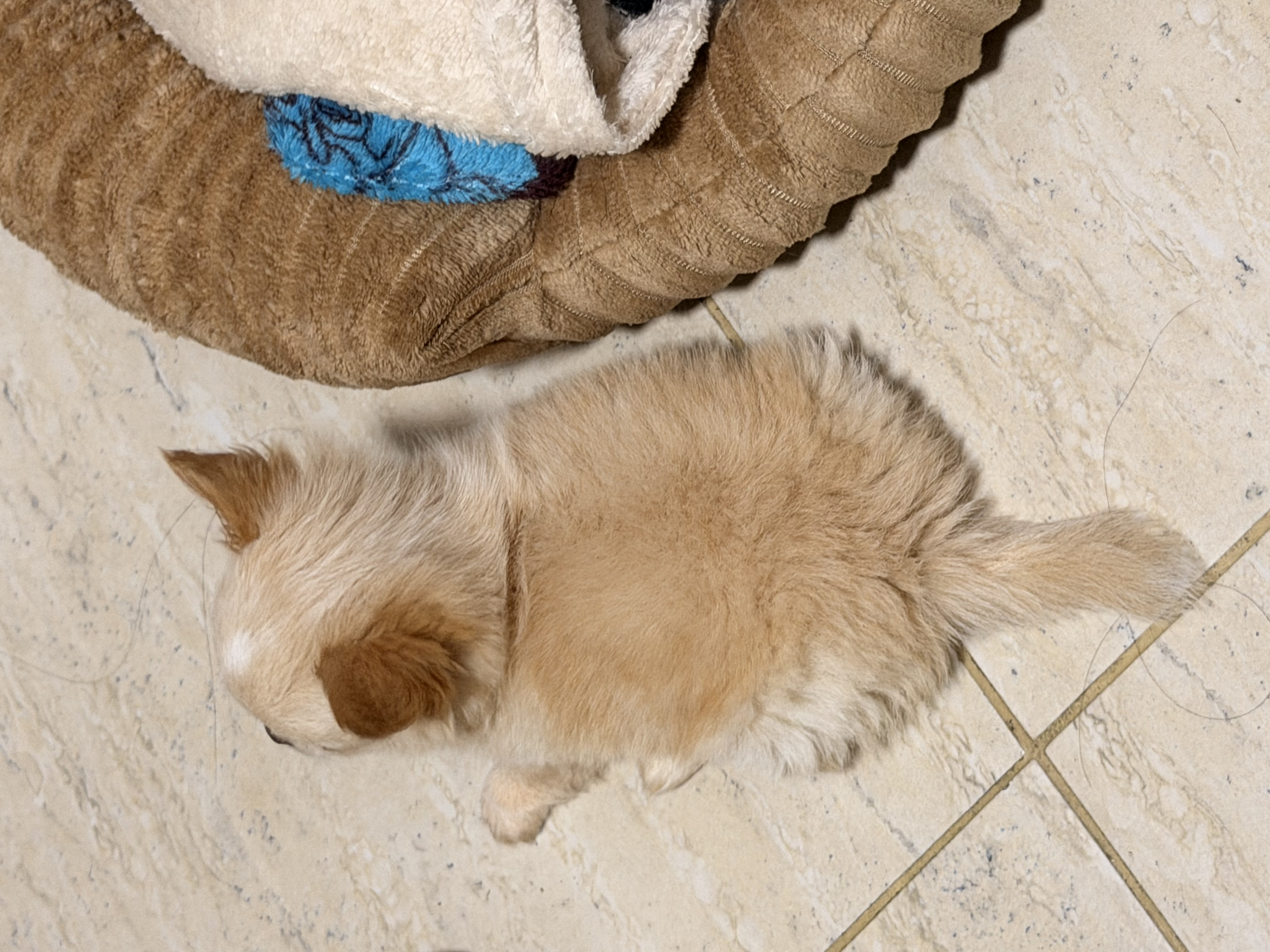 Coco, foto 2