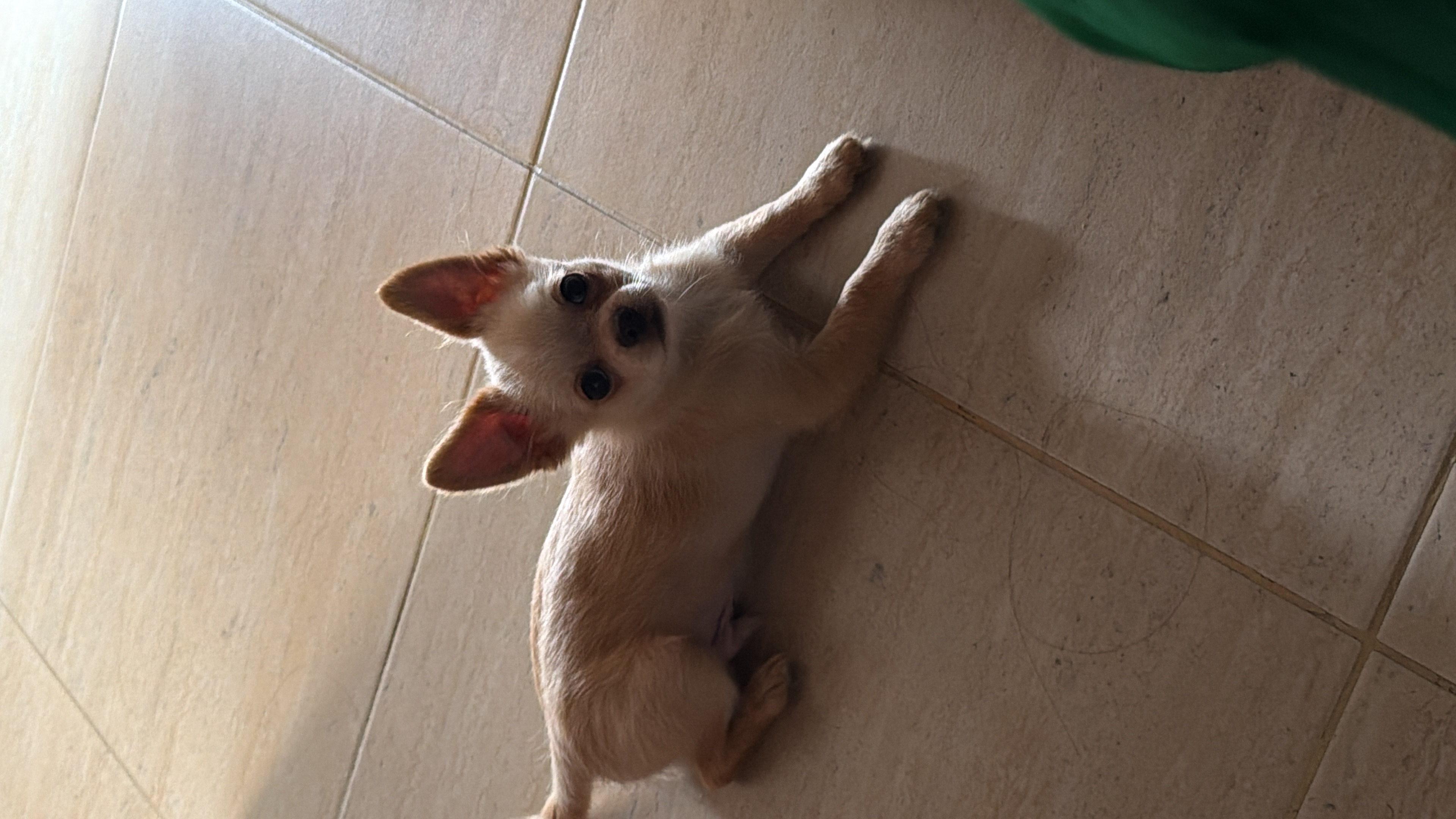 Coco, foto 3