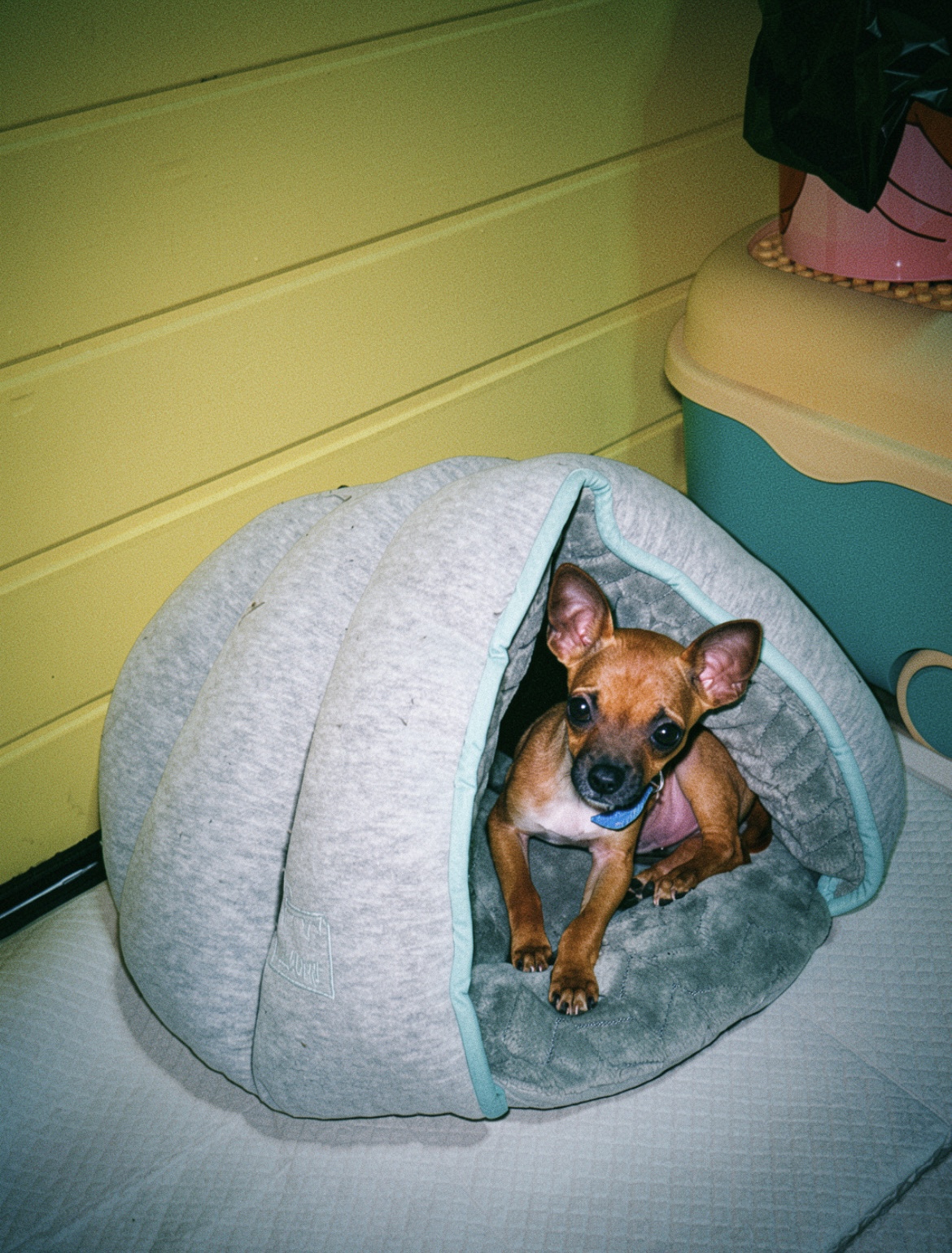Tobby, foto 2