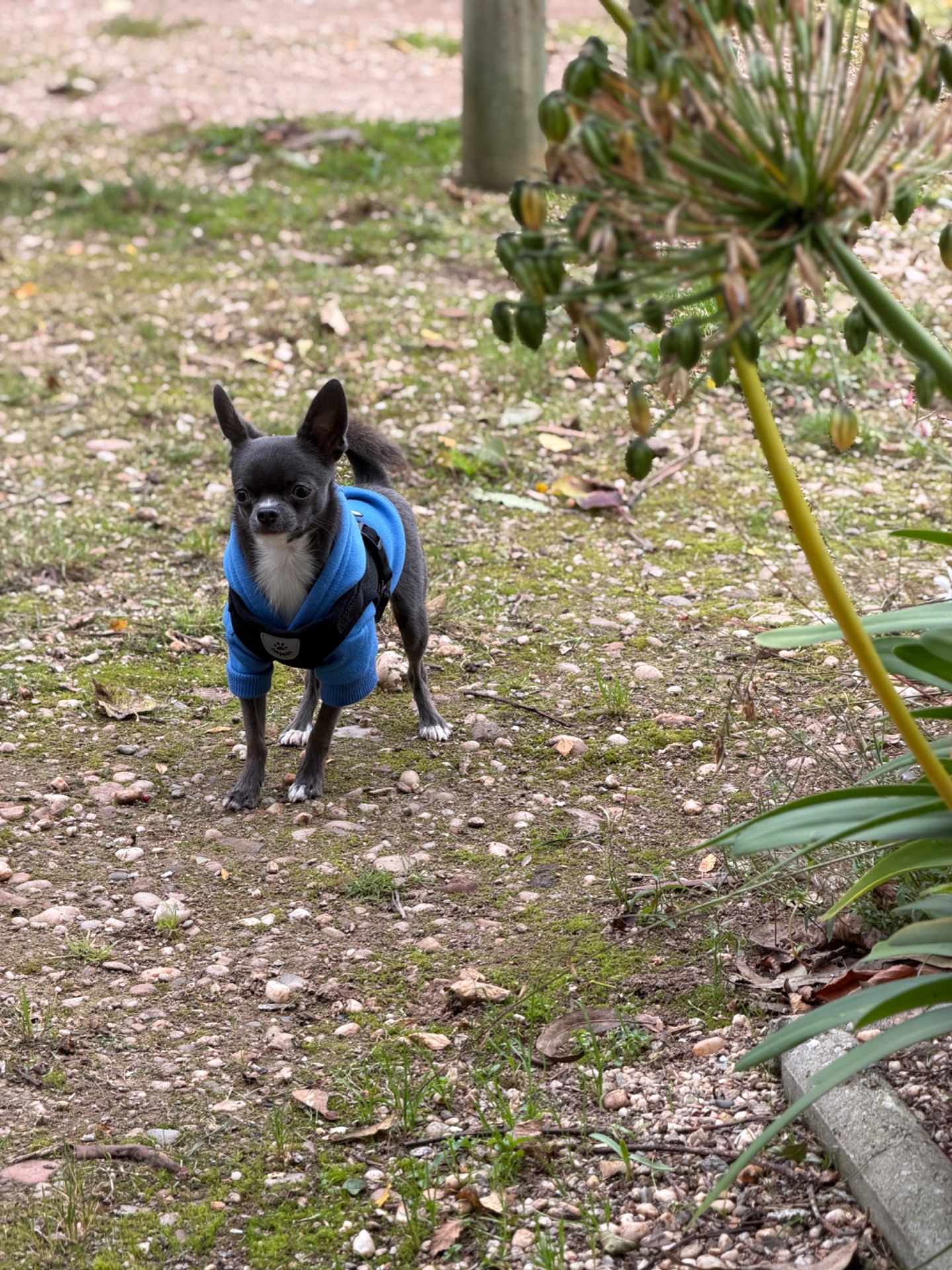 Bruno, foto 2