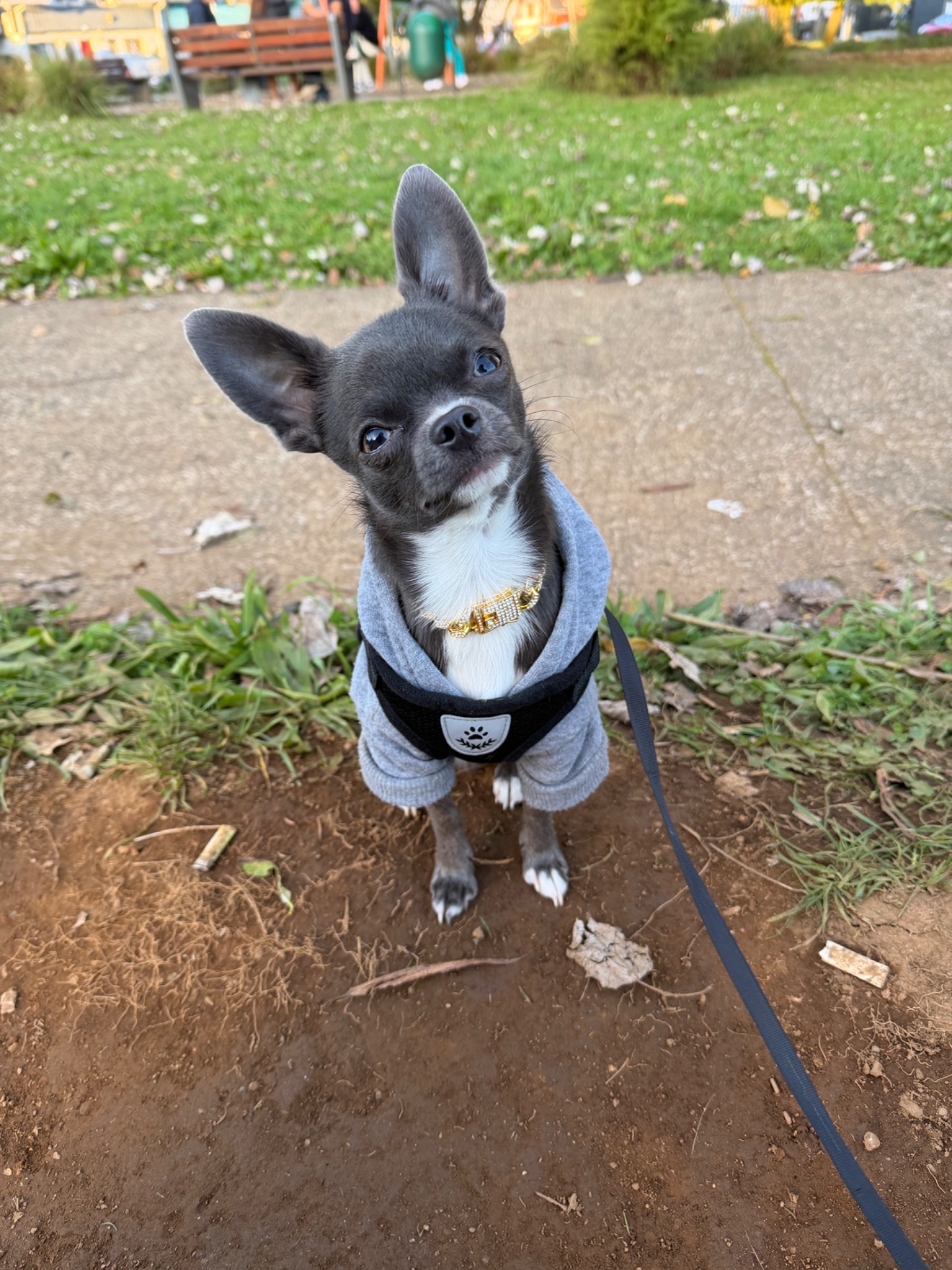 Bruno, chihuahua color gris, cabeza de manzana, pelo corto