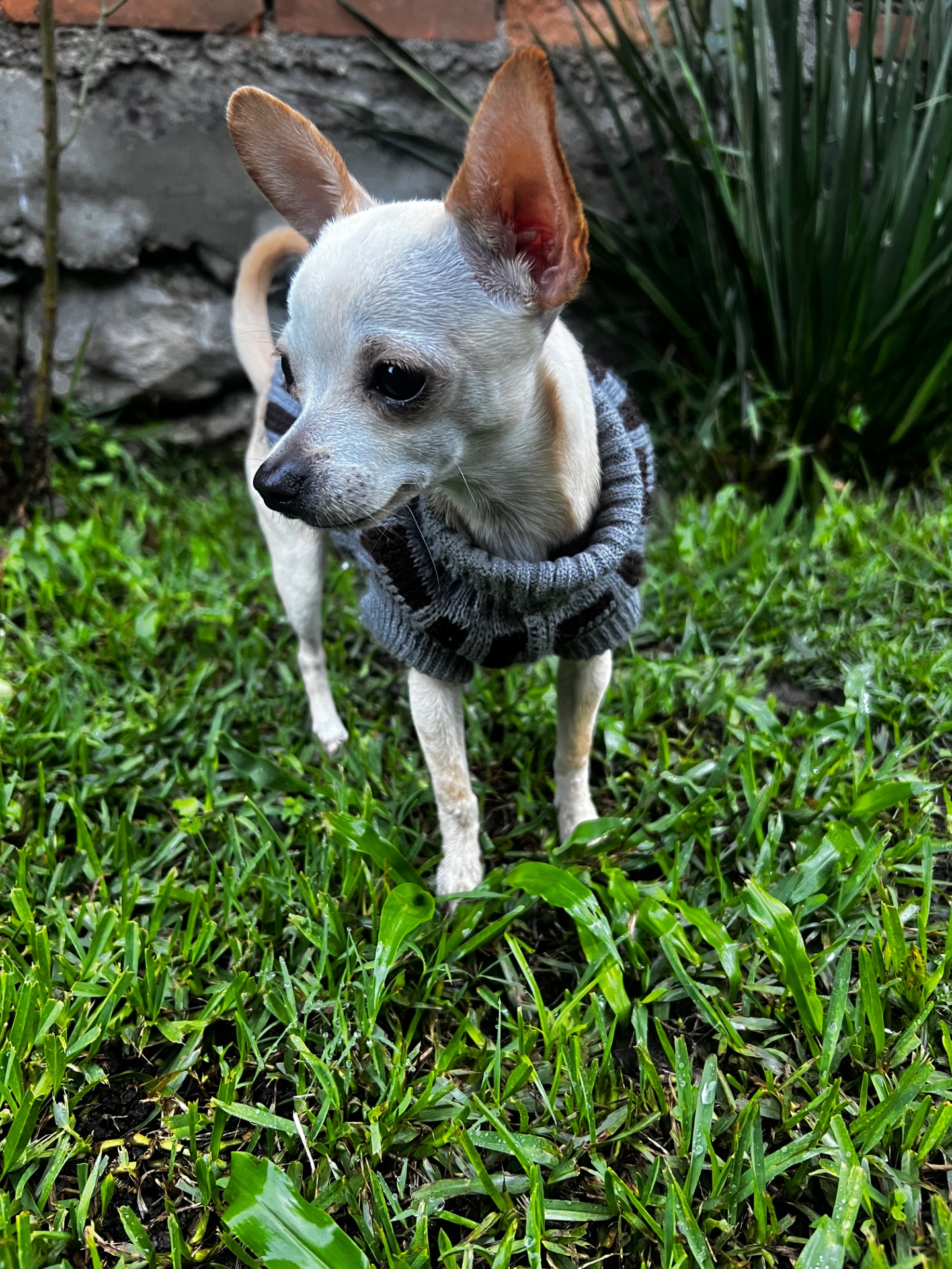 Tainy, chihuahua color crema, cabeza de venado, pelo corto