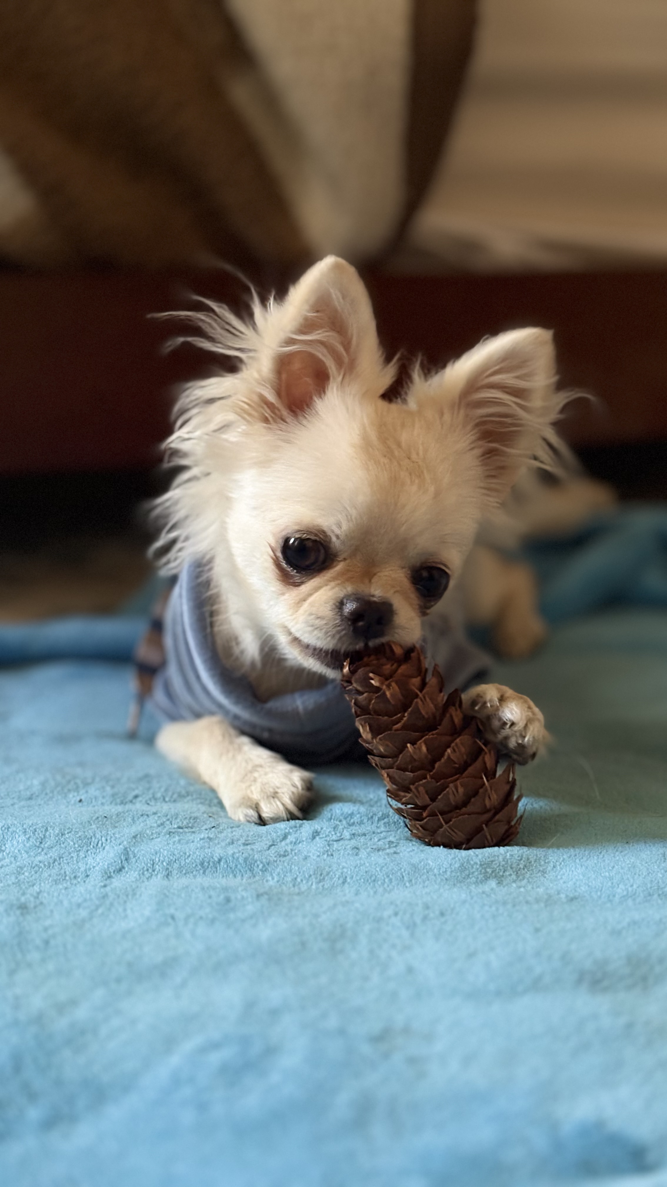 Polito, chihuahua color crema de pelo largo, cabeza de manzana
