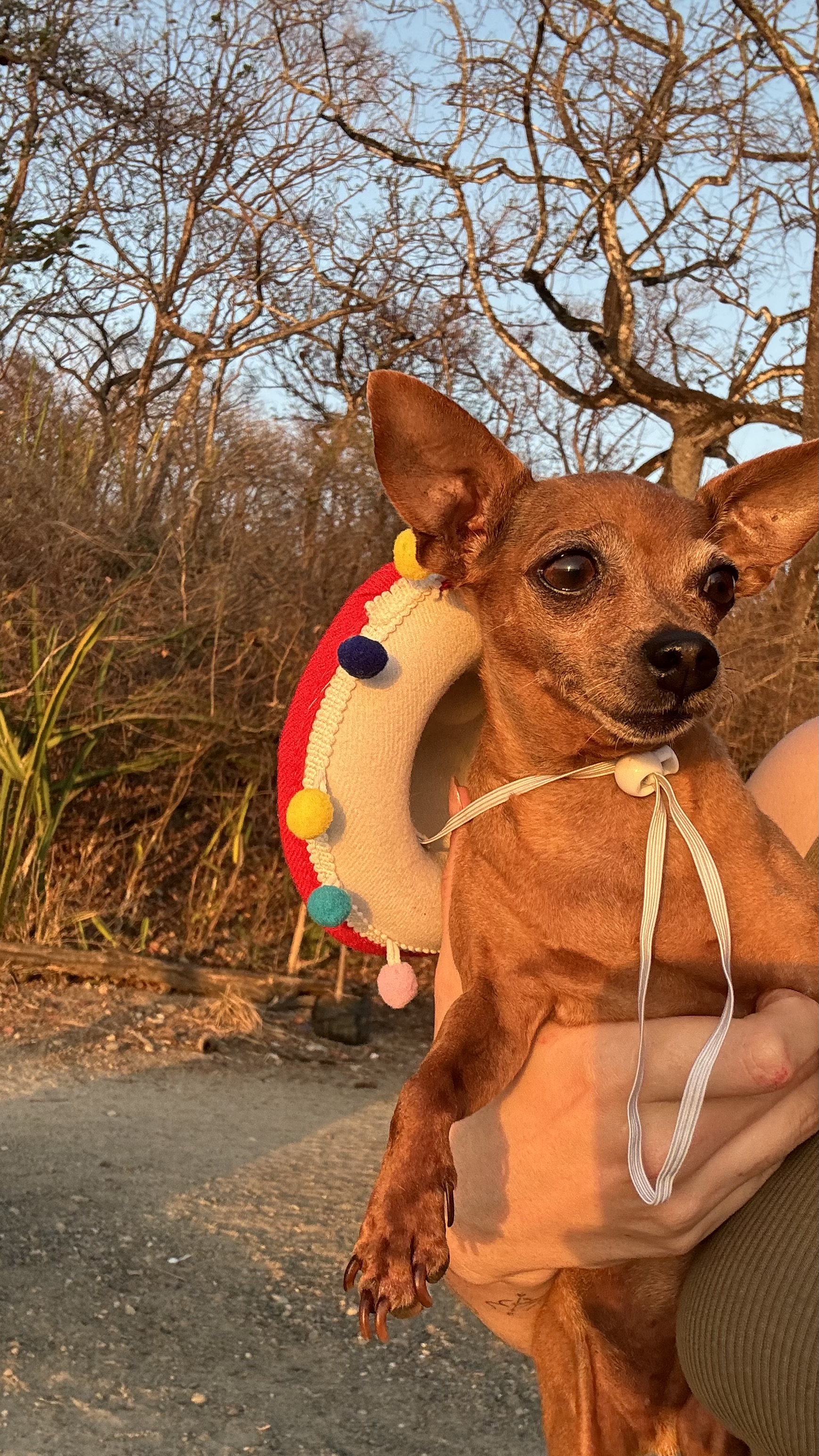 Dulce María, chihuahua color caramelo, cabeza de venado, pelo corto