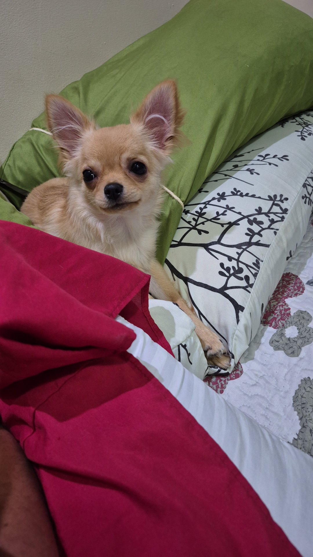 Tyson, foto 2