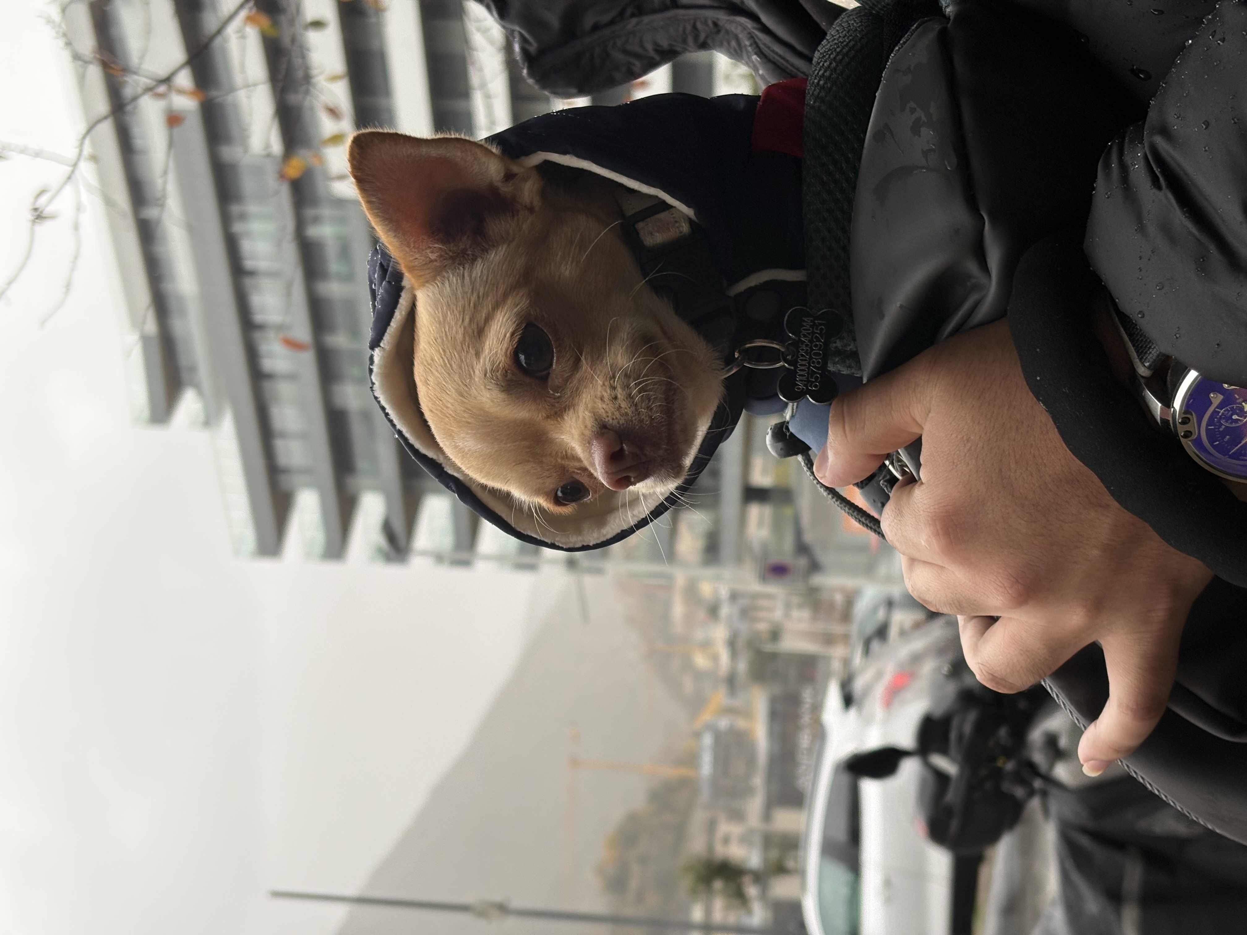 Kai, chihuahua color arena, cabeza de manzana, pelo corto