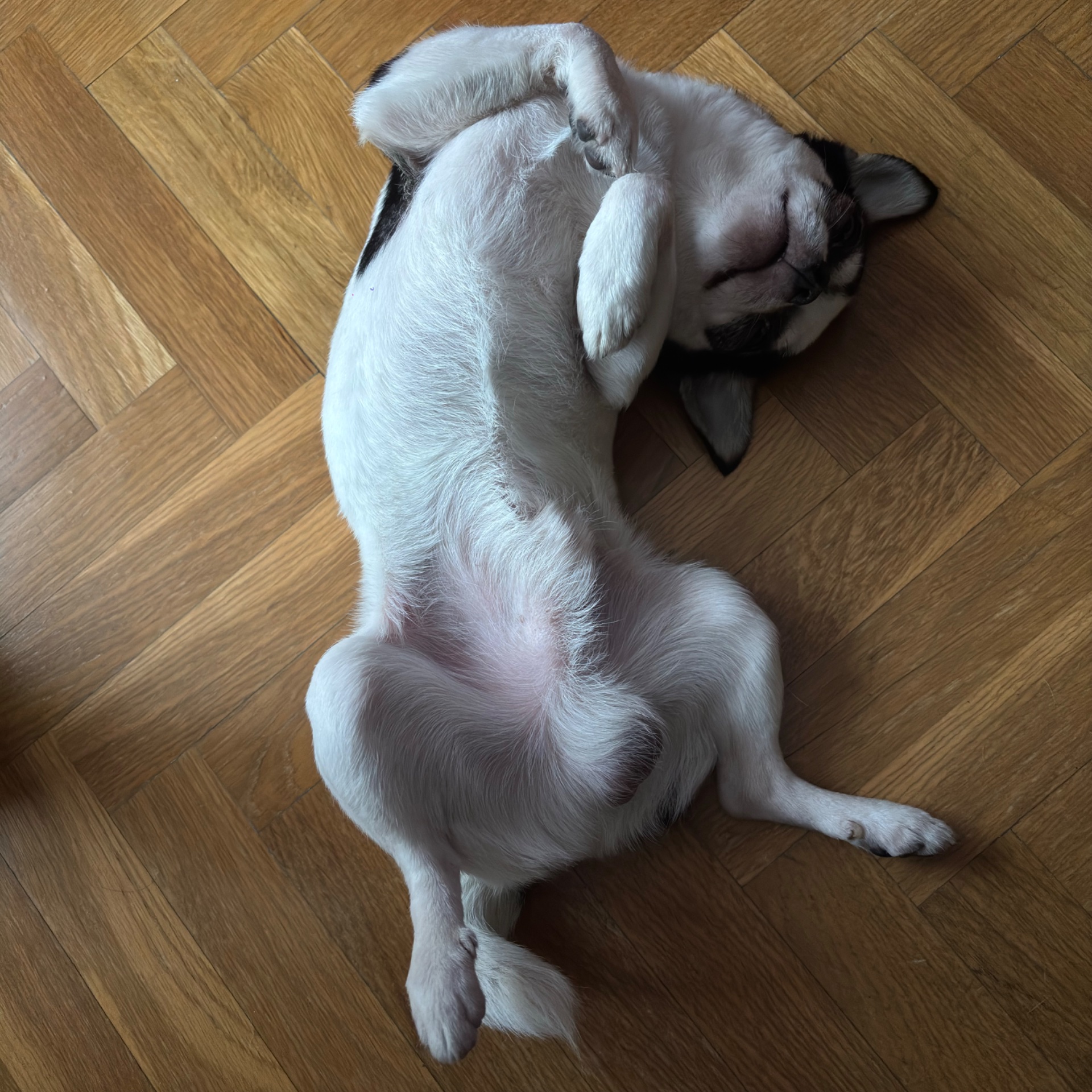 Stich, foto 2