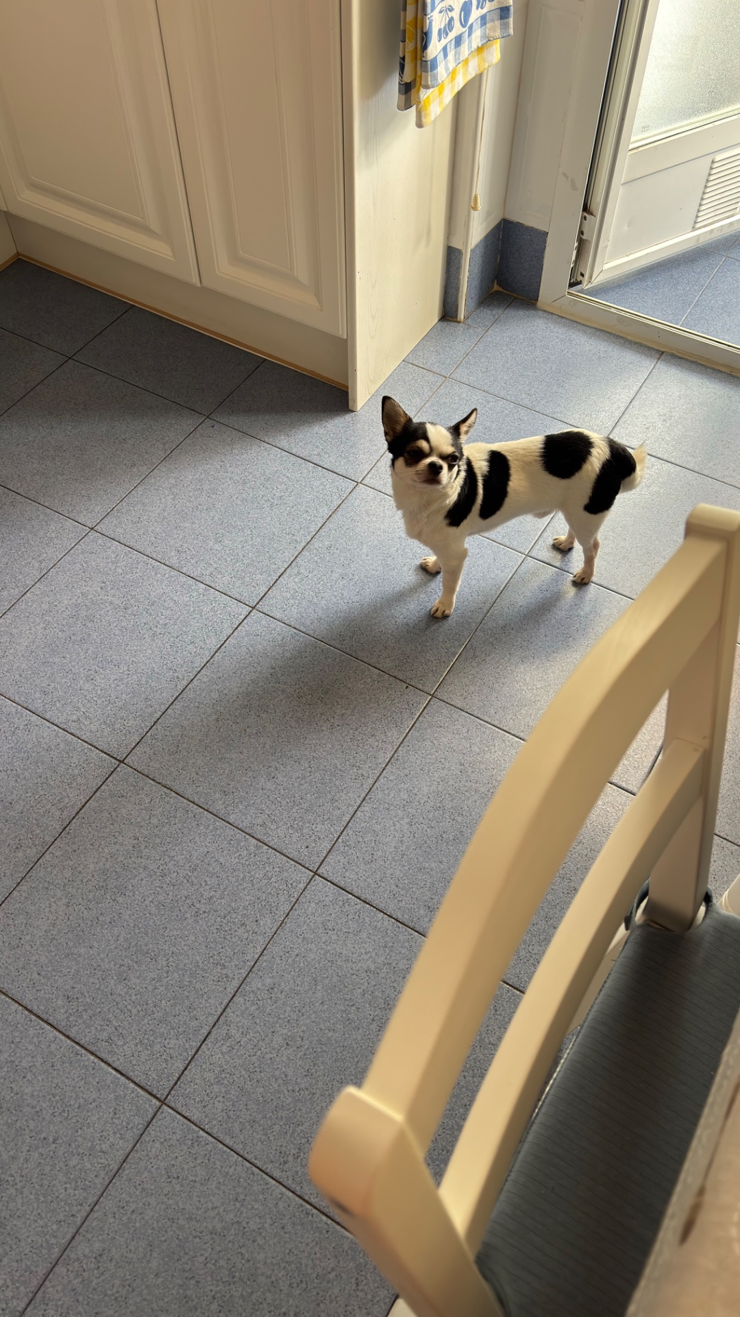 Stich, foto 3