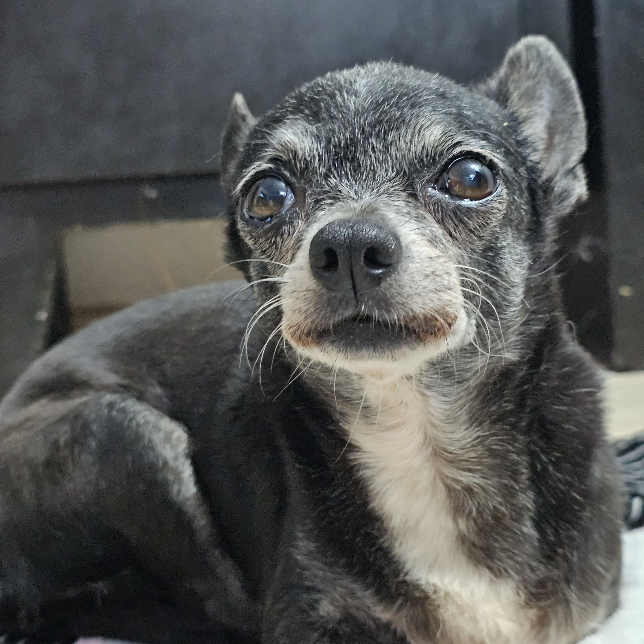 Lluvia, chihuahua negra, cabeza de manzana, pelo corto