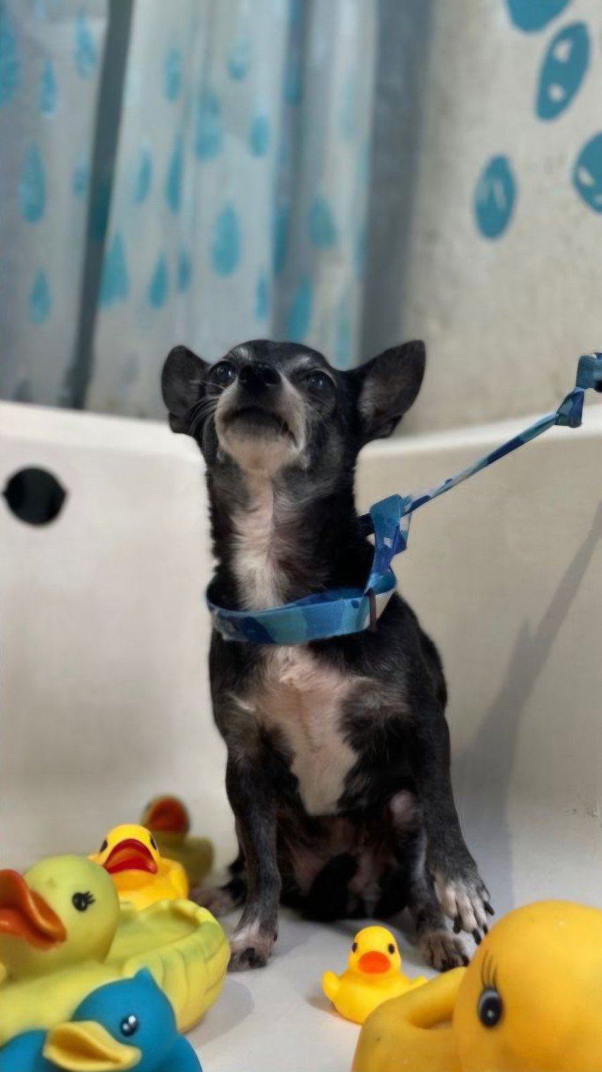 Lluvia, chihuahua negra de 13 años, descansando en un rincón fresco