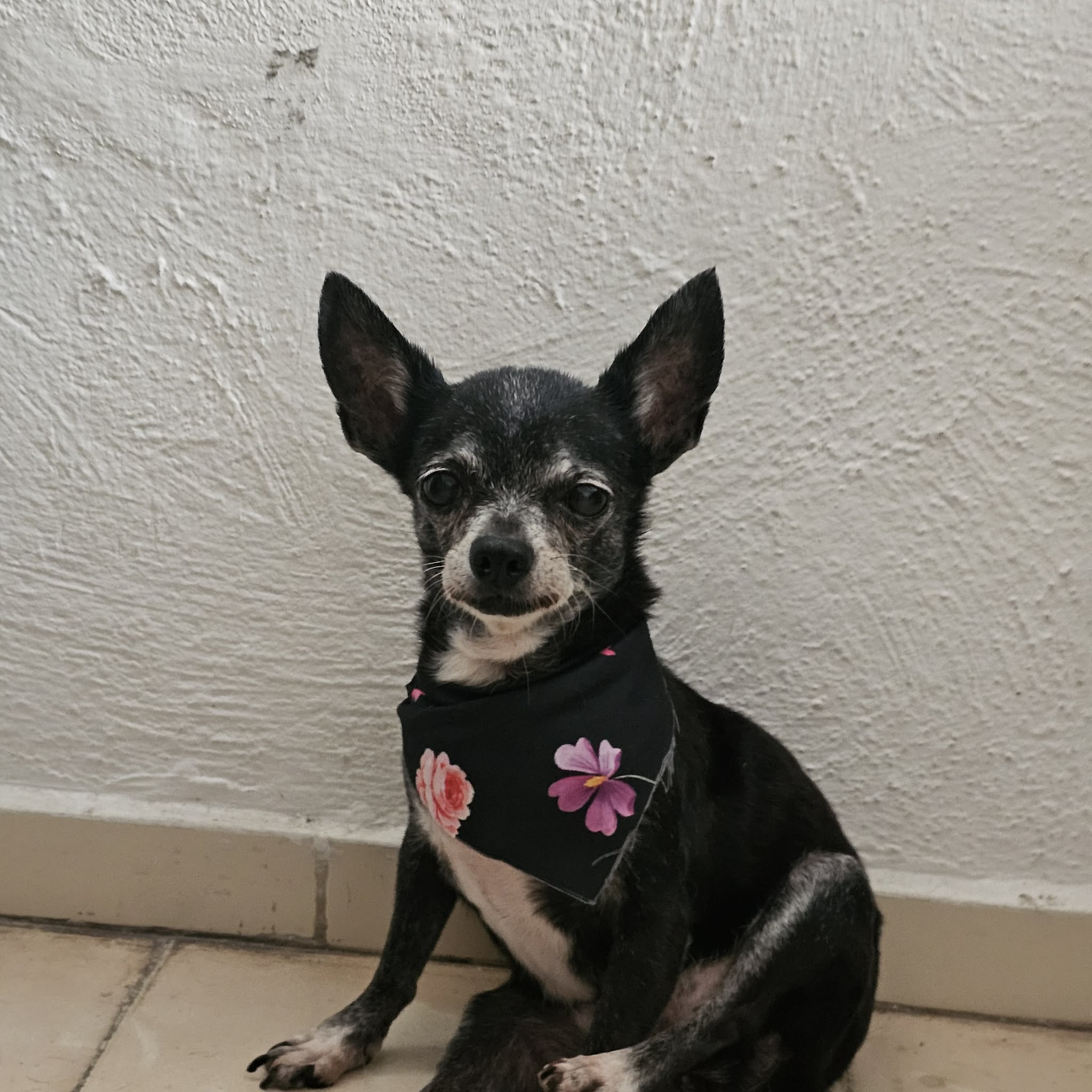 Lluvia, chihuahua negra de 13 años, socia del club Los Chihuahuas, mirando con la calma propia de los perros mayores
