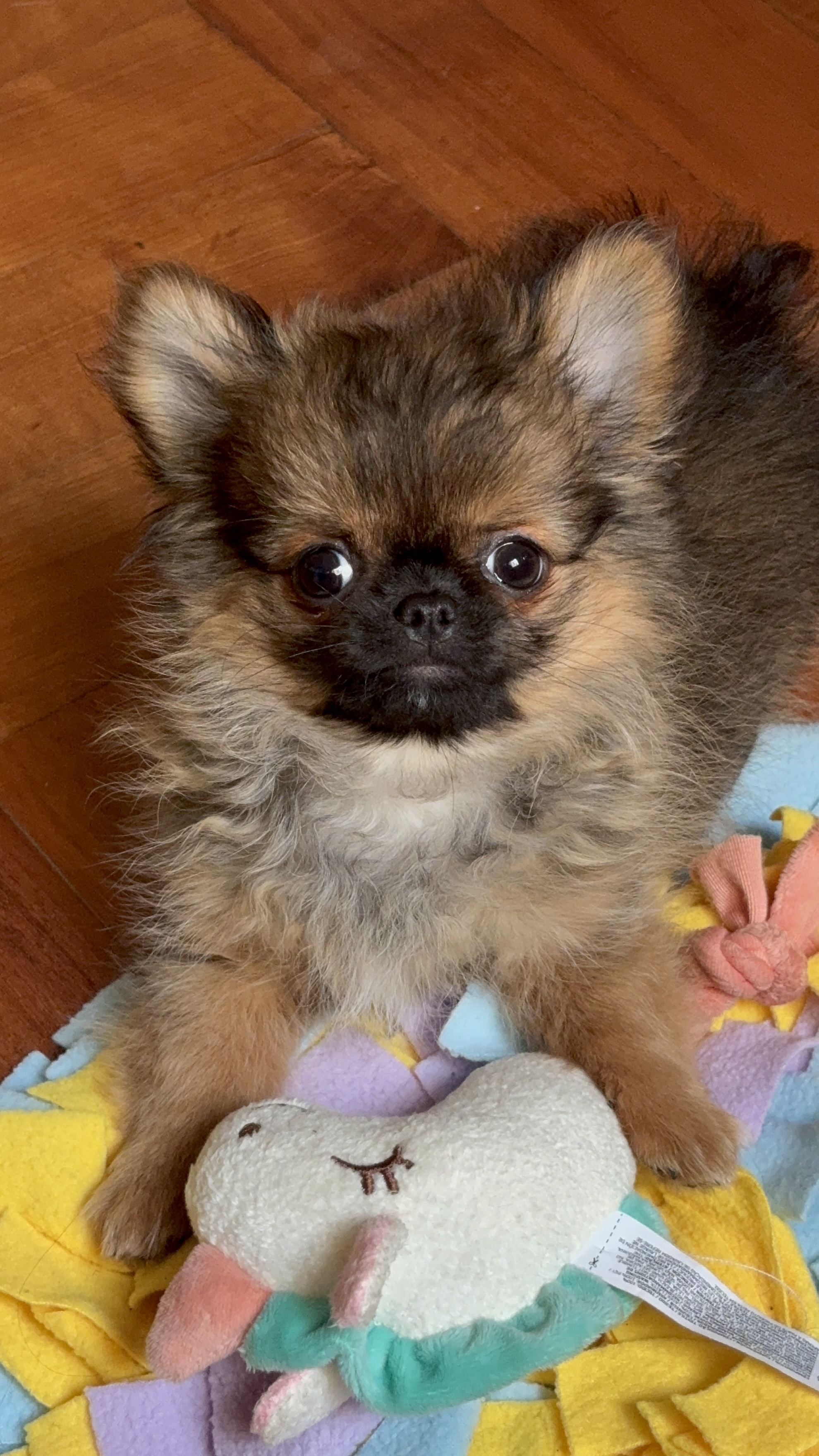 Churro, chihuahua café y negro de pelo largo, cabeza de manzana