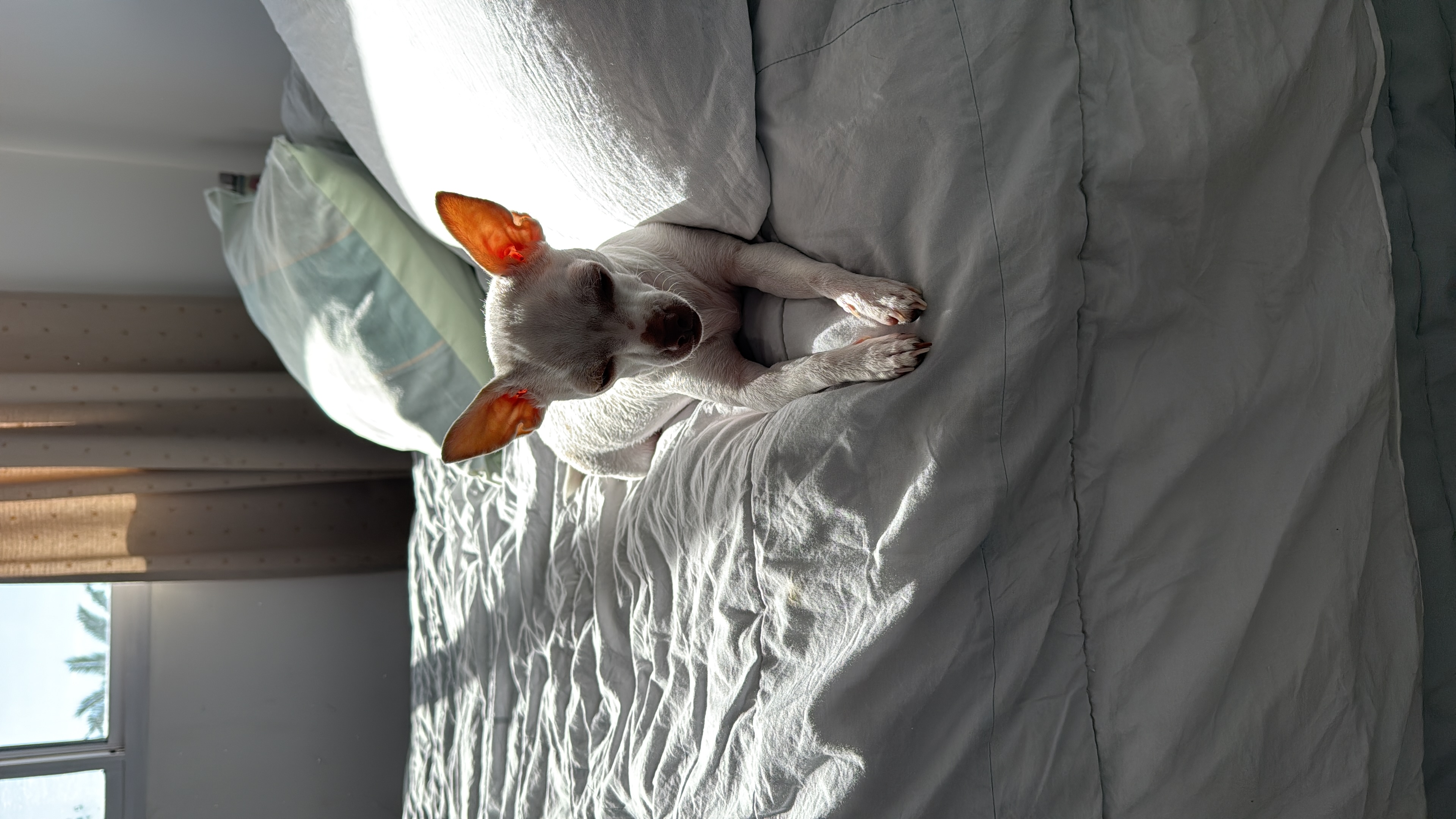 María Pita, chihuahua blanca, cabeza de venado, pelo corto