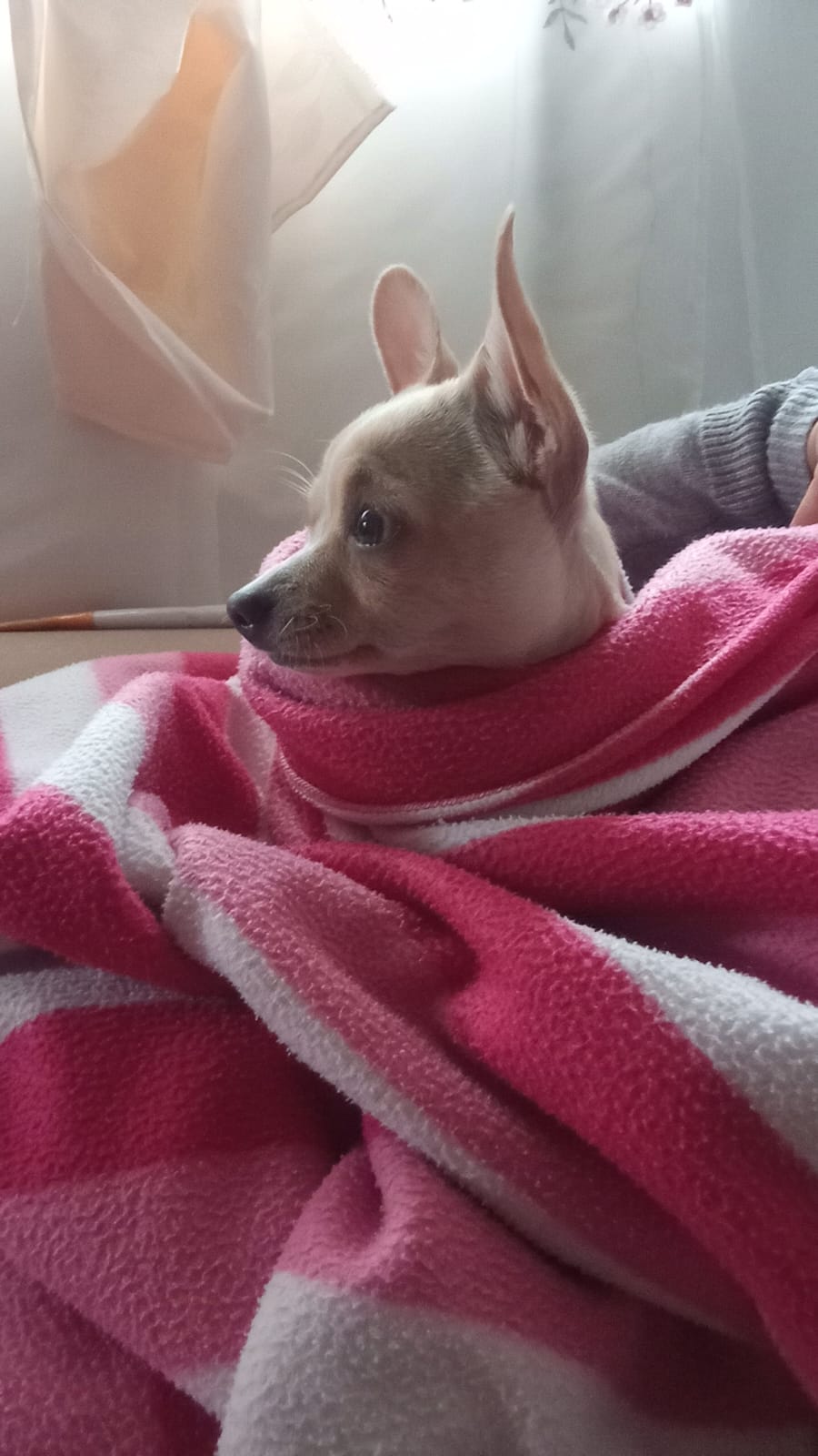Milo, foto 2