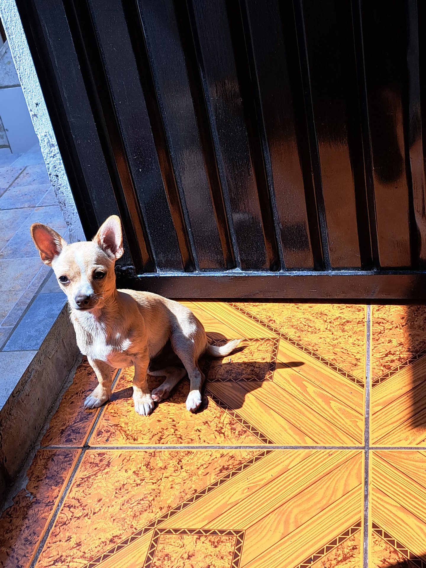 Milo, foto 3