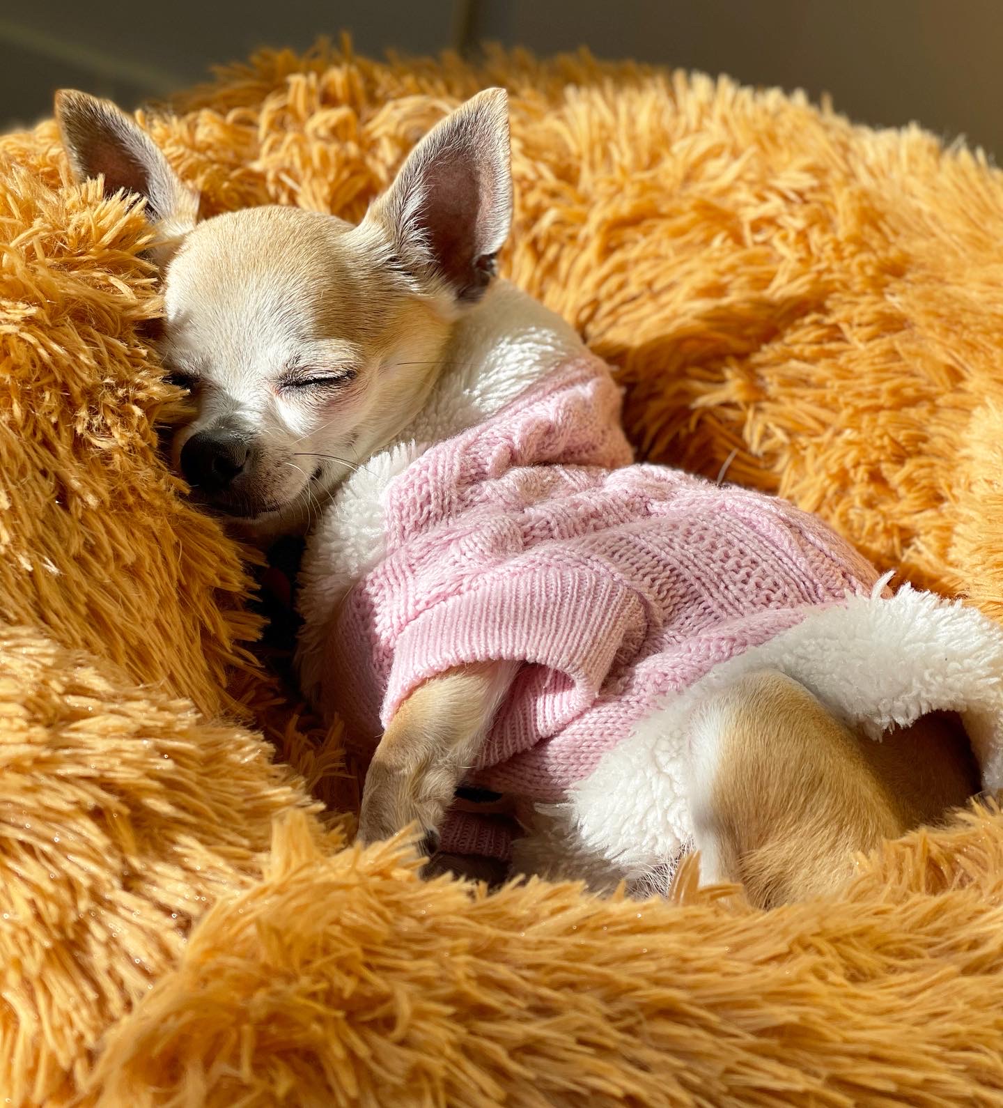 Chloé, chihuahua color crema, cabeza de manzana, pelo corto
