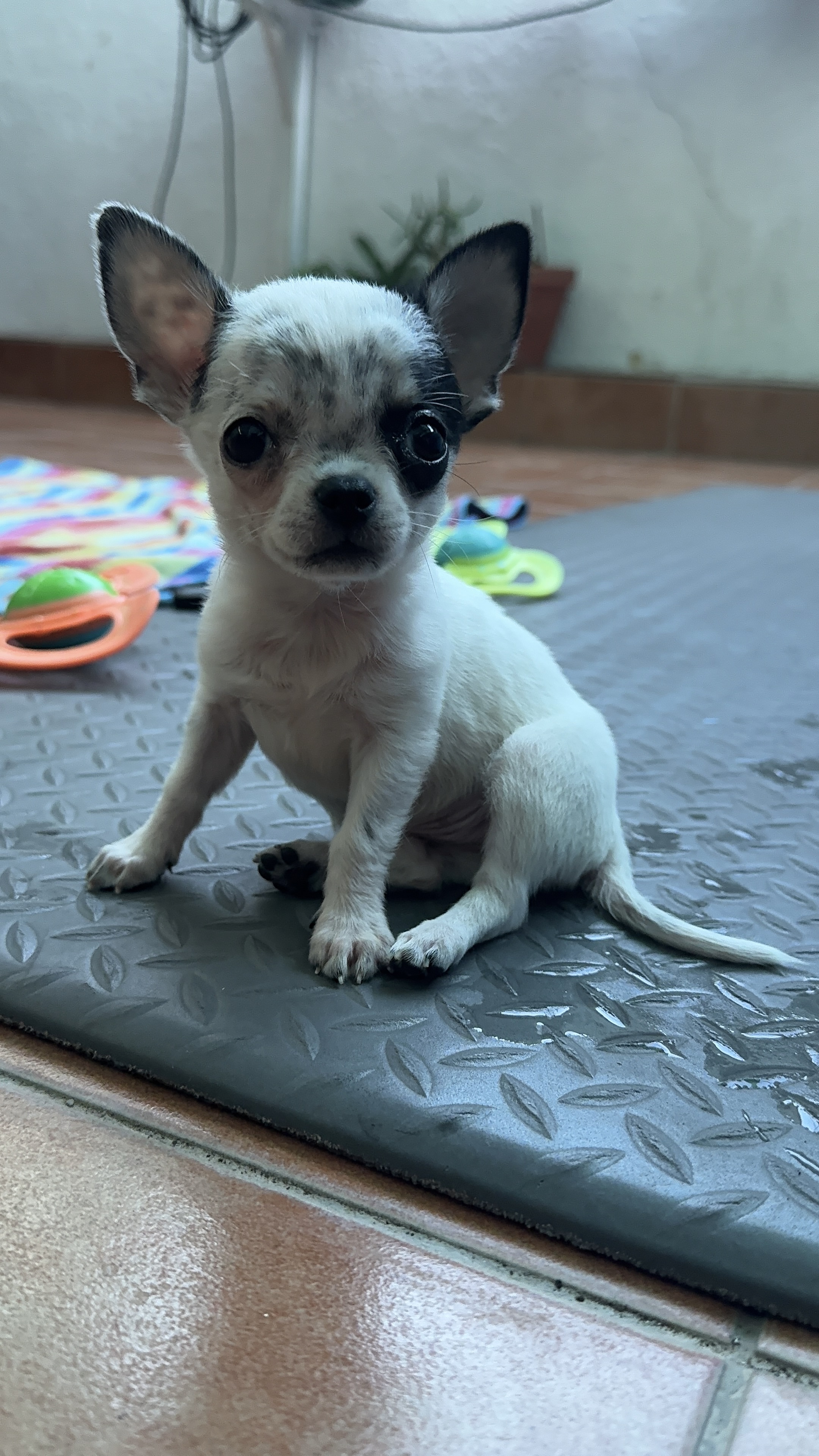 Suki, chihuahua blanca y negra, cabeza de manzana, pelo corto