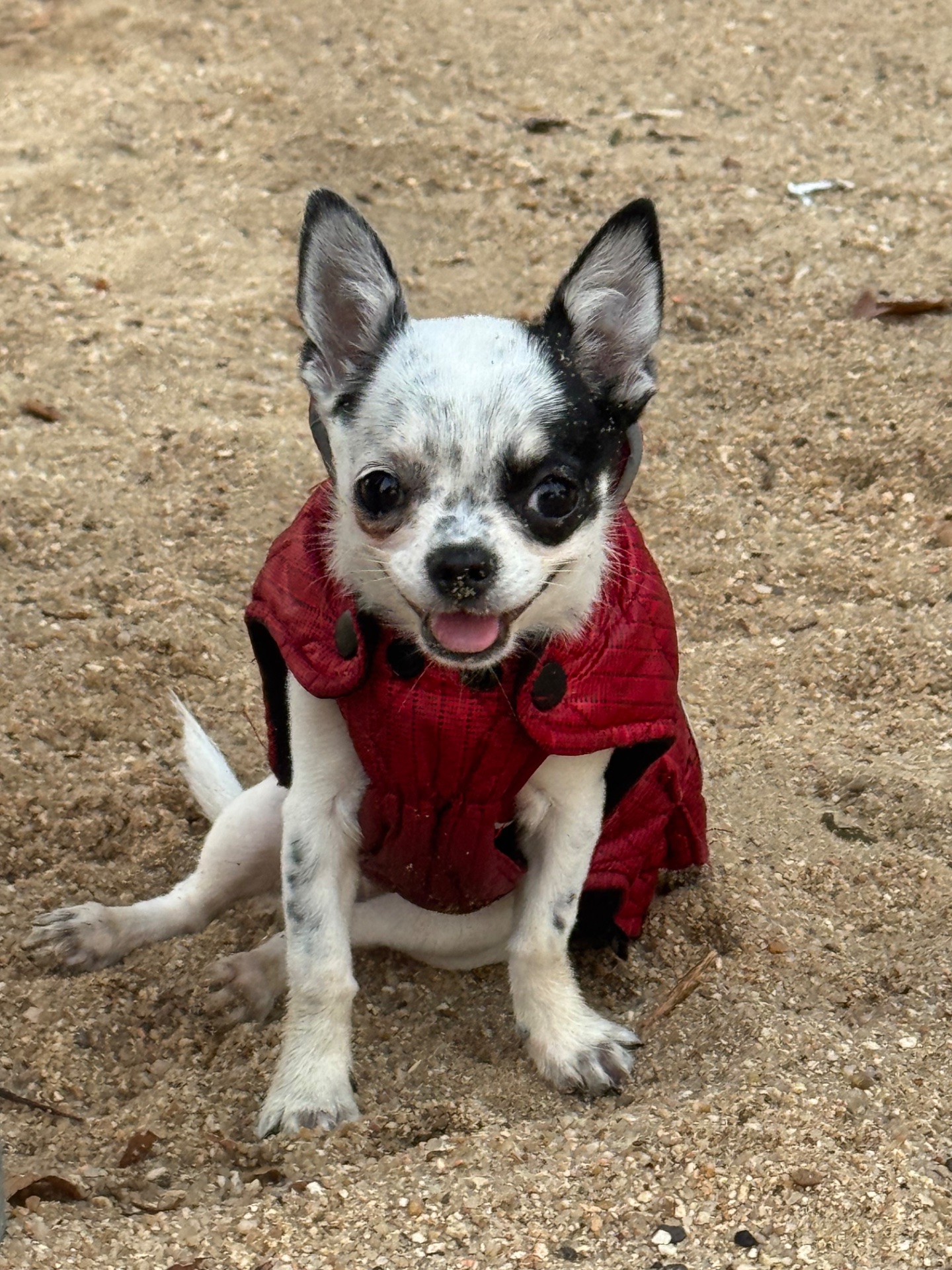 Suki, foto 2