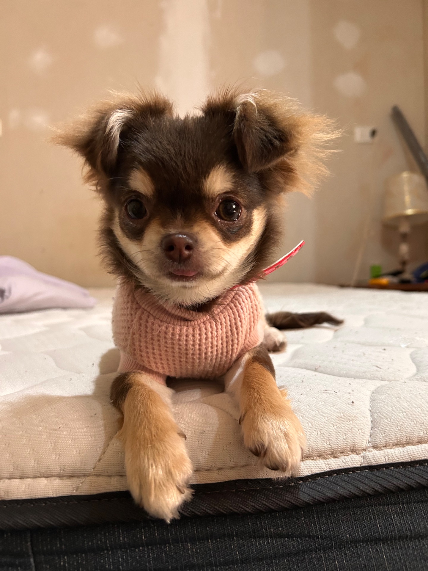 Lupe, chihuahua chocolate de pelo largo, cabeza de manzana