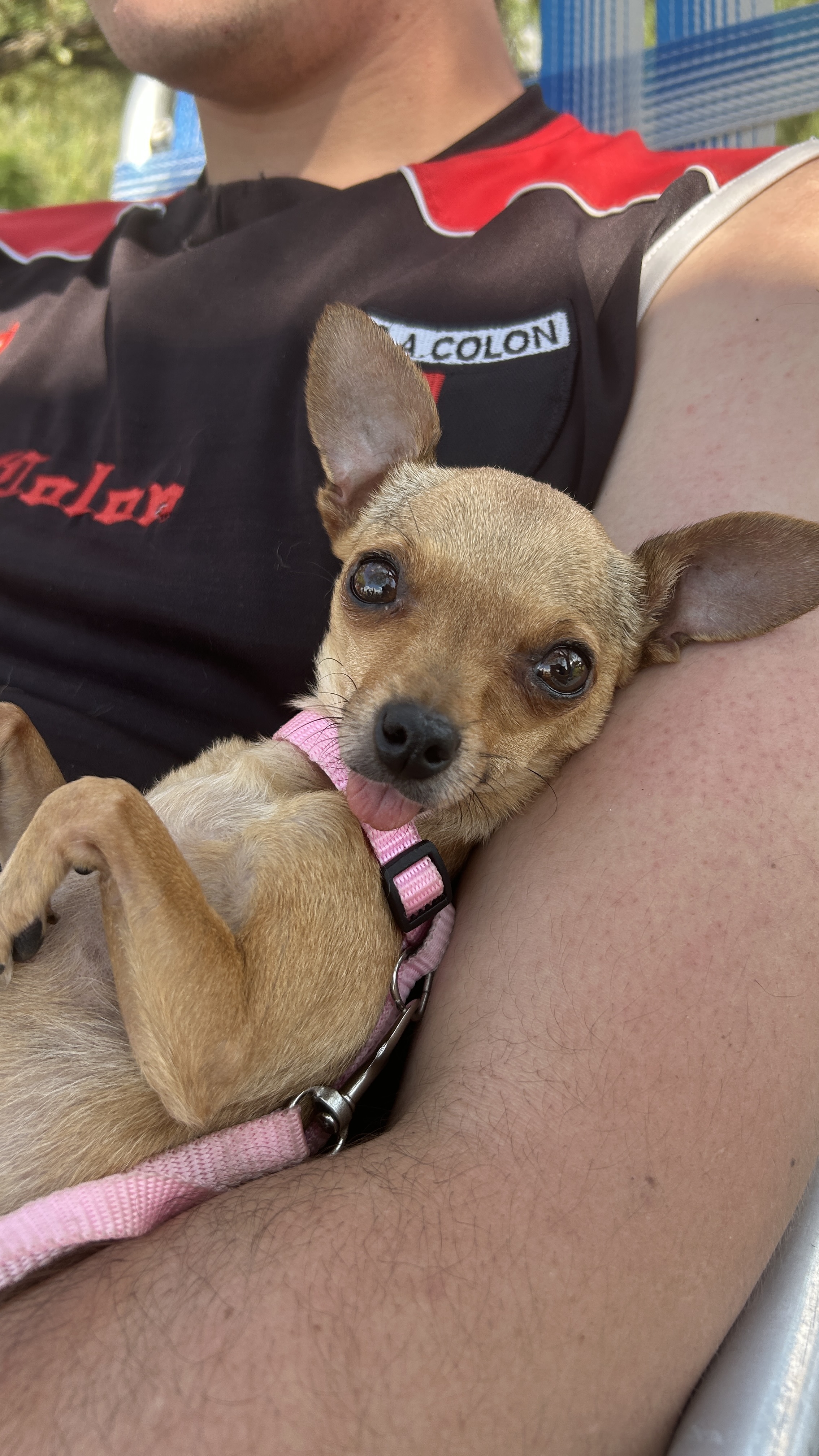 Chiquita, chihuahua color caramelo, cabeza de venado, pelo corto