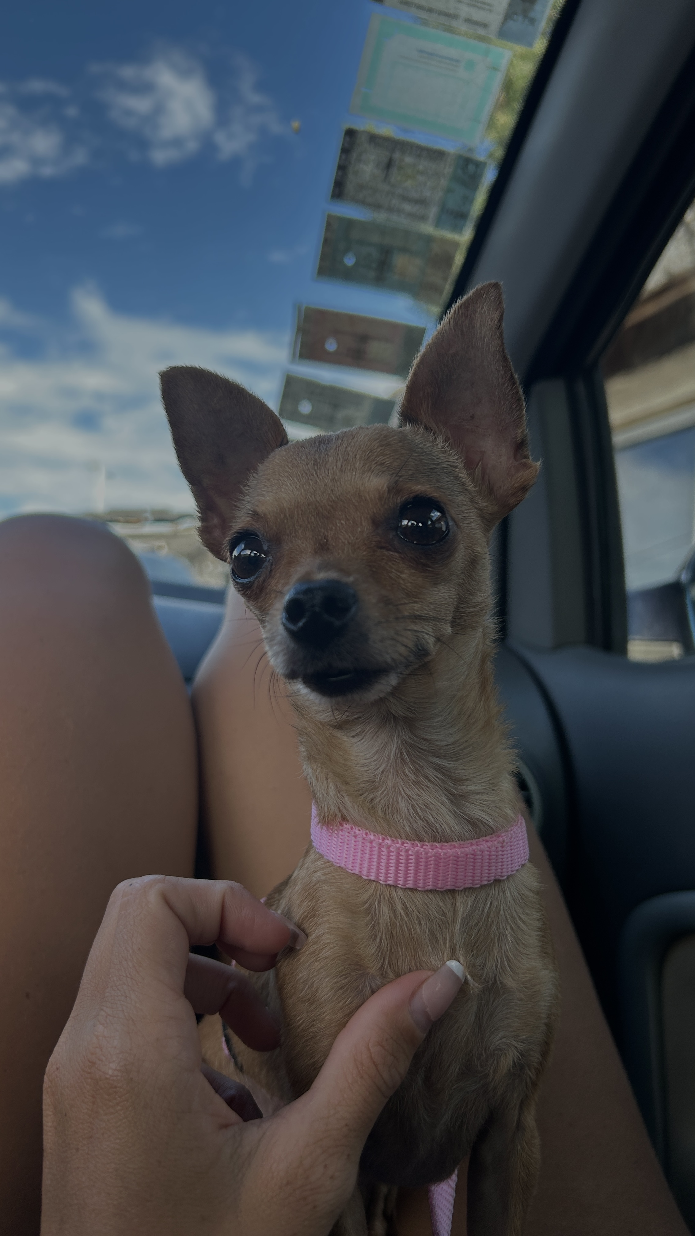 Chiquita, foto 2