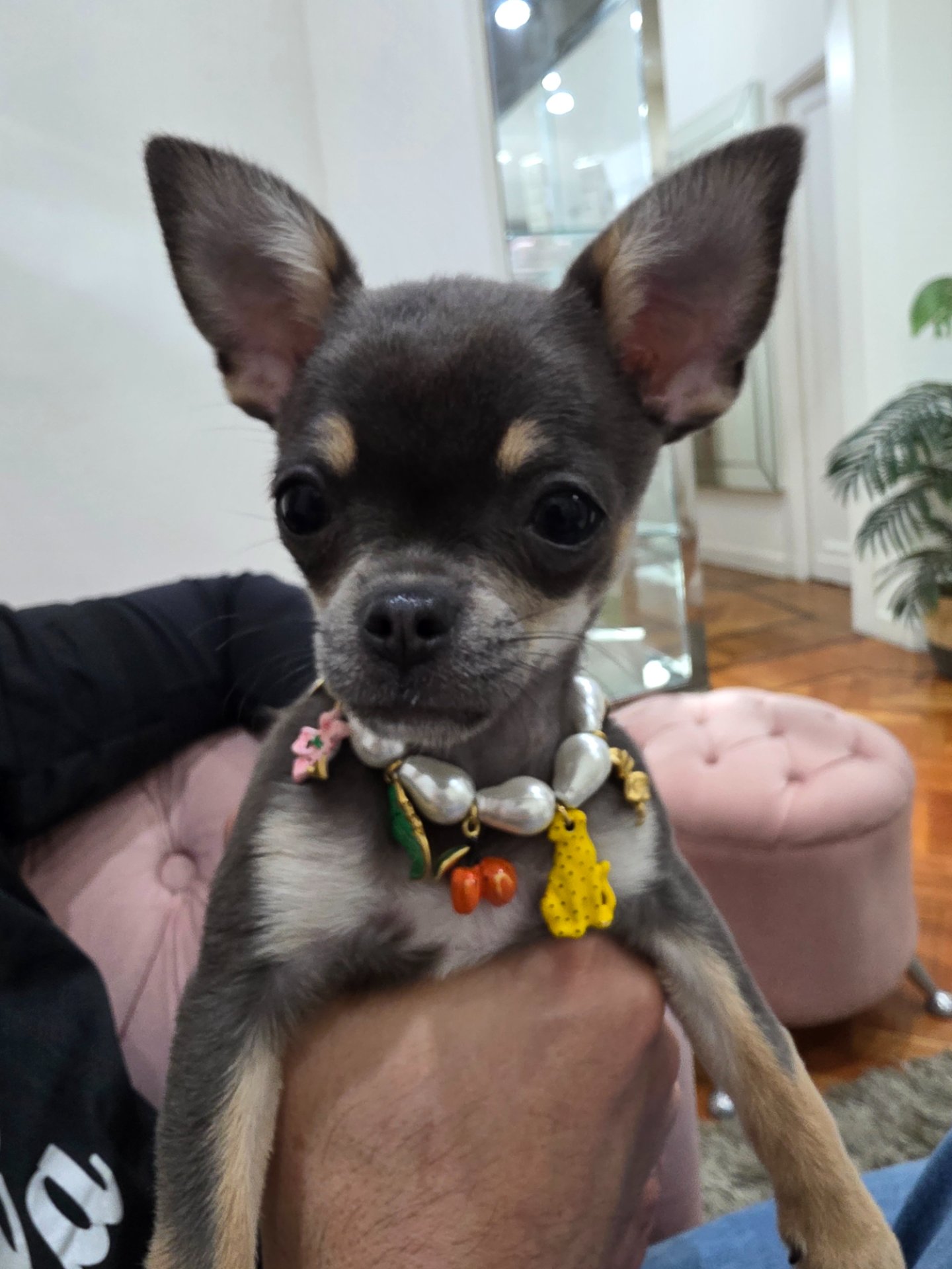 Pepa Ramona, chihuahua color gris, cabeza de manzana, pelo corto