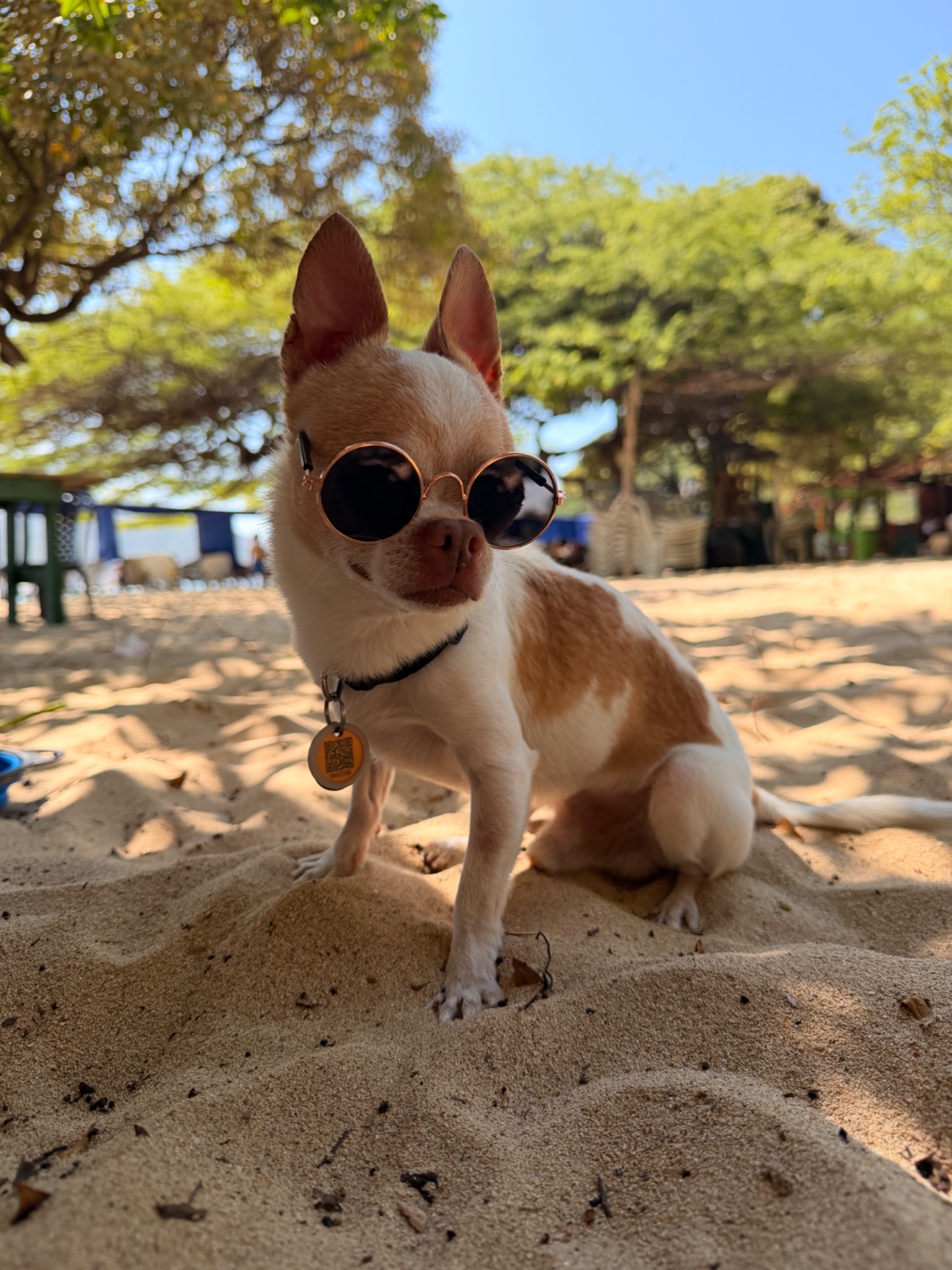 Tito, chihuahua blanco con manchas amarillas, cabeza de manzana, pelo corto