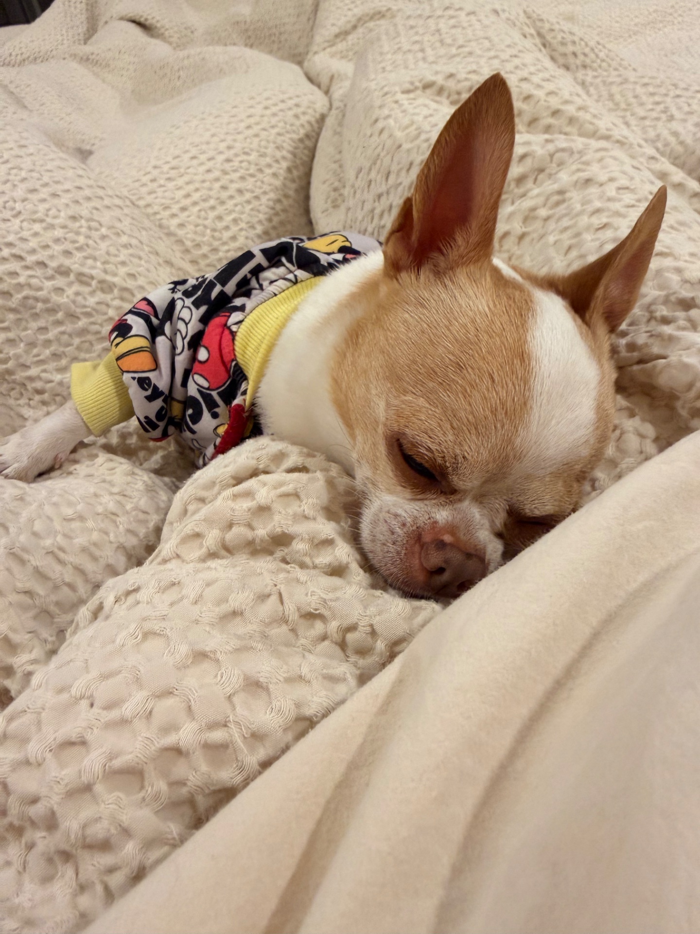 Tito, foto 2