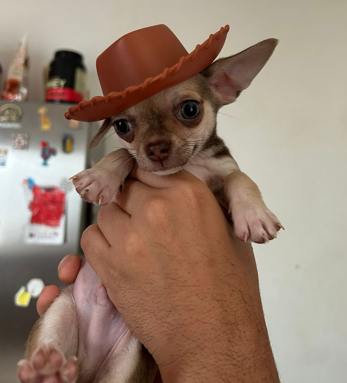 Otto, chihuahua color crema, cabeza de manzana, pelo corto