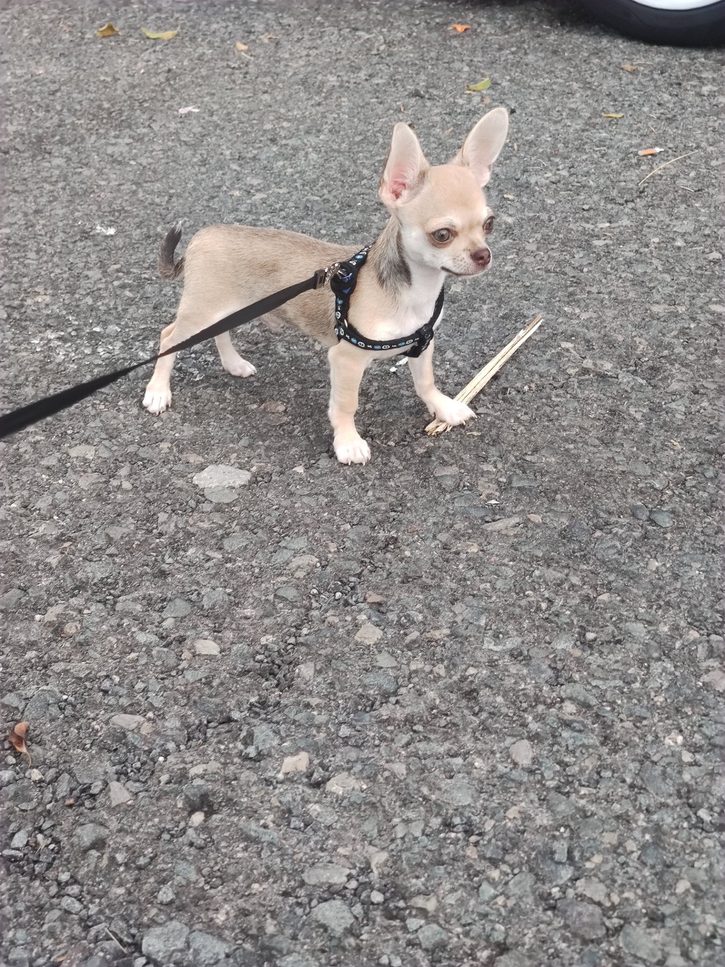Otto, foto 2