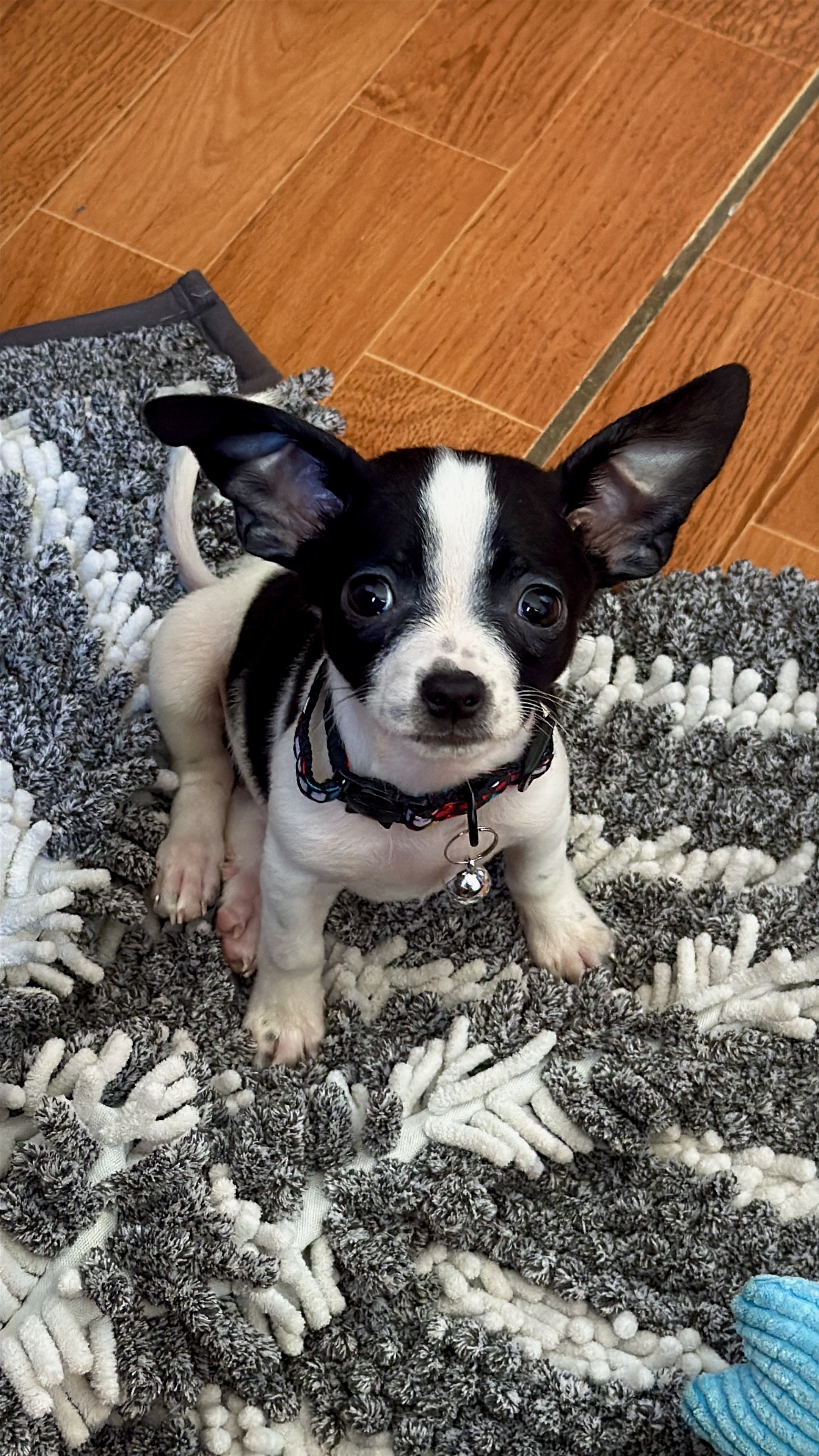Zero, chihuahua negro y blanco, cabeza de venado, pelo corto