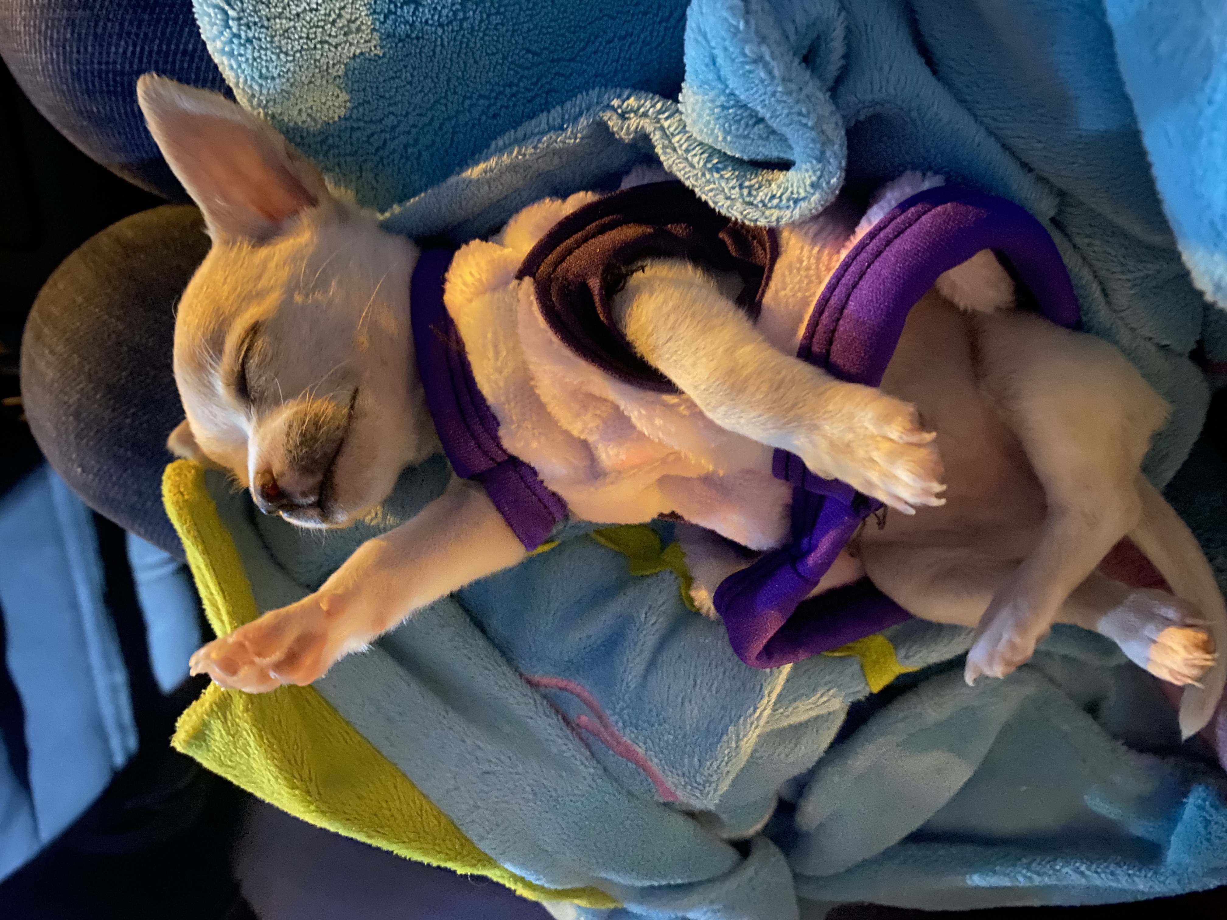 Chloe, chihuahua blanca con caramelo, cabeza de manzana, pelo corto