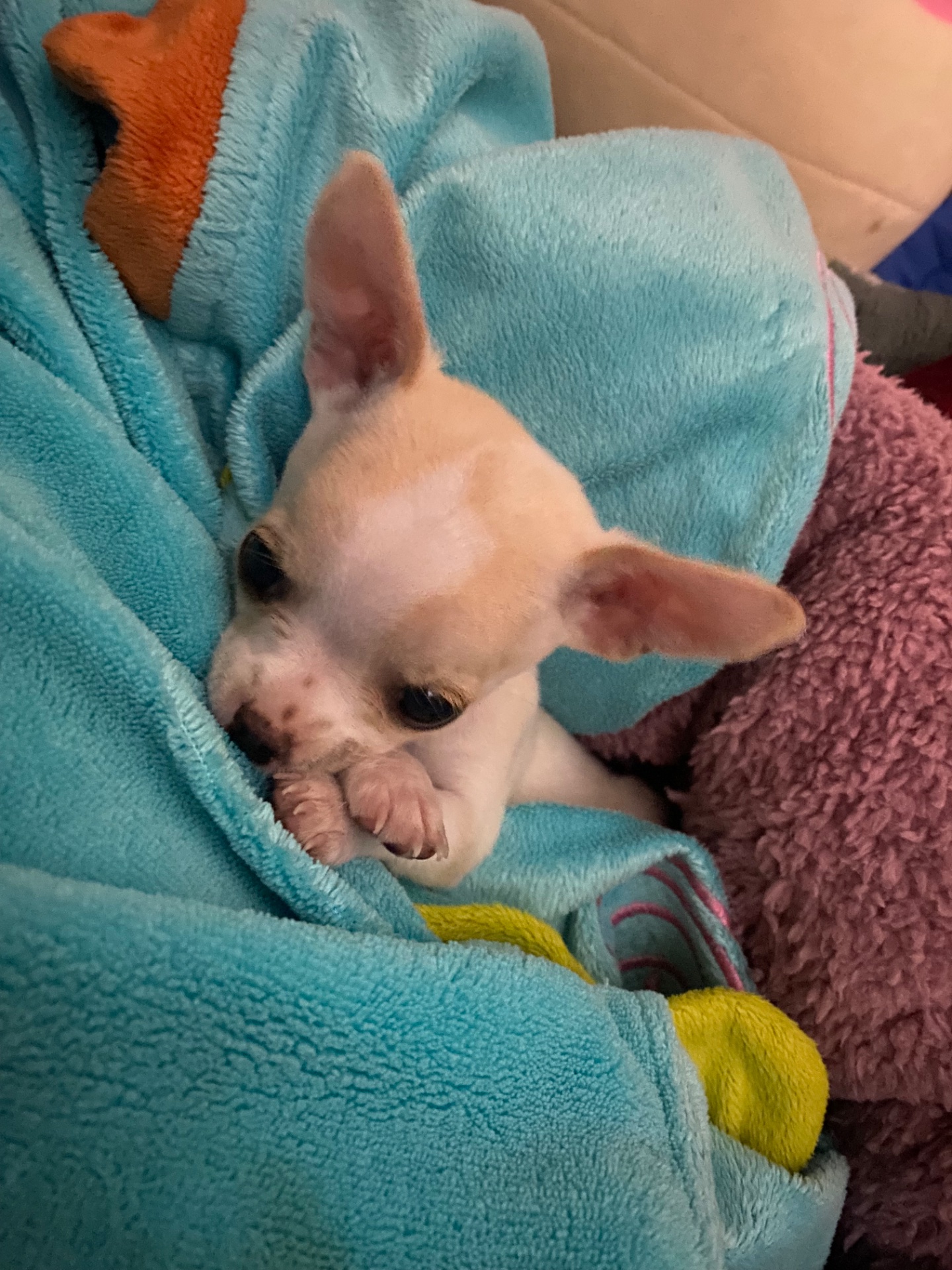 Chloe, foto 2