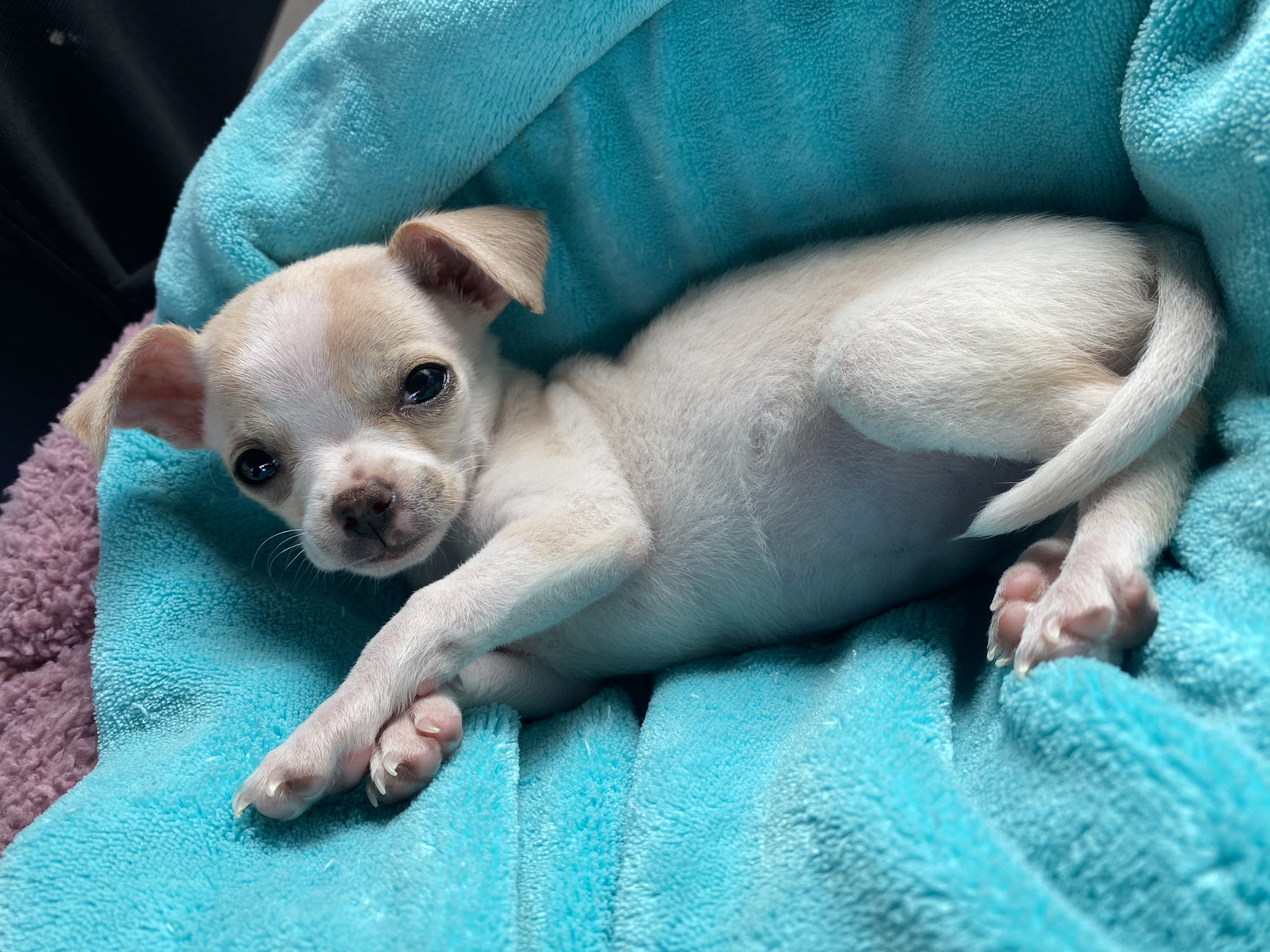Chloe, foto 3