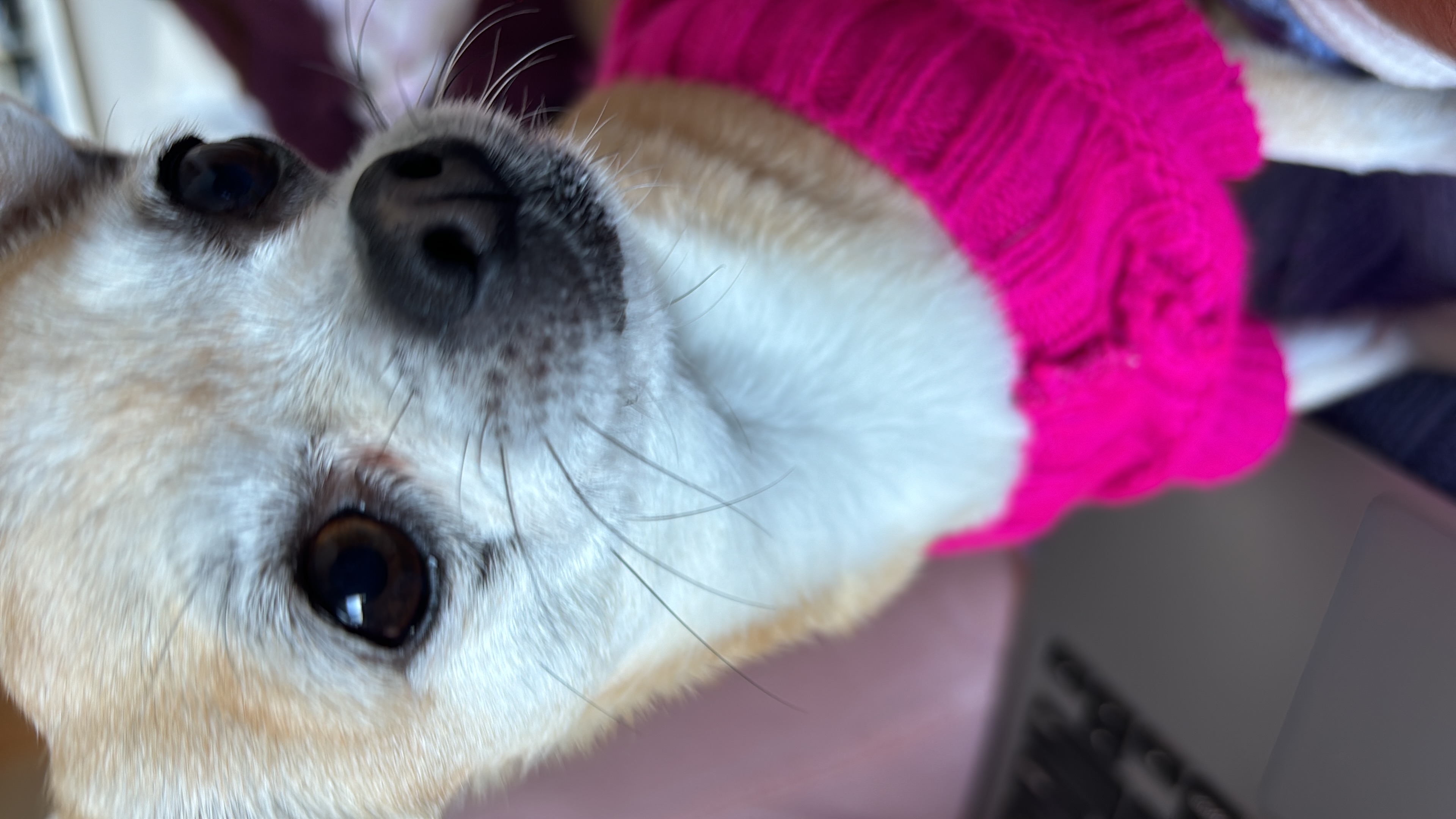 Cocó, chihuahua de Uruguay