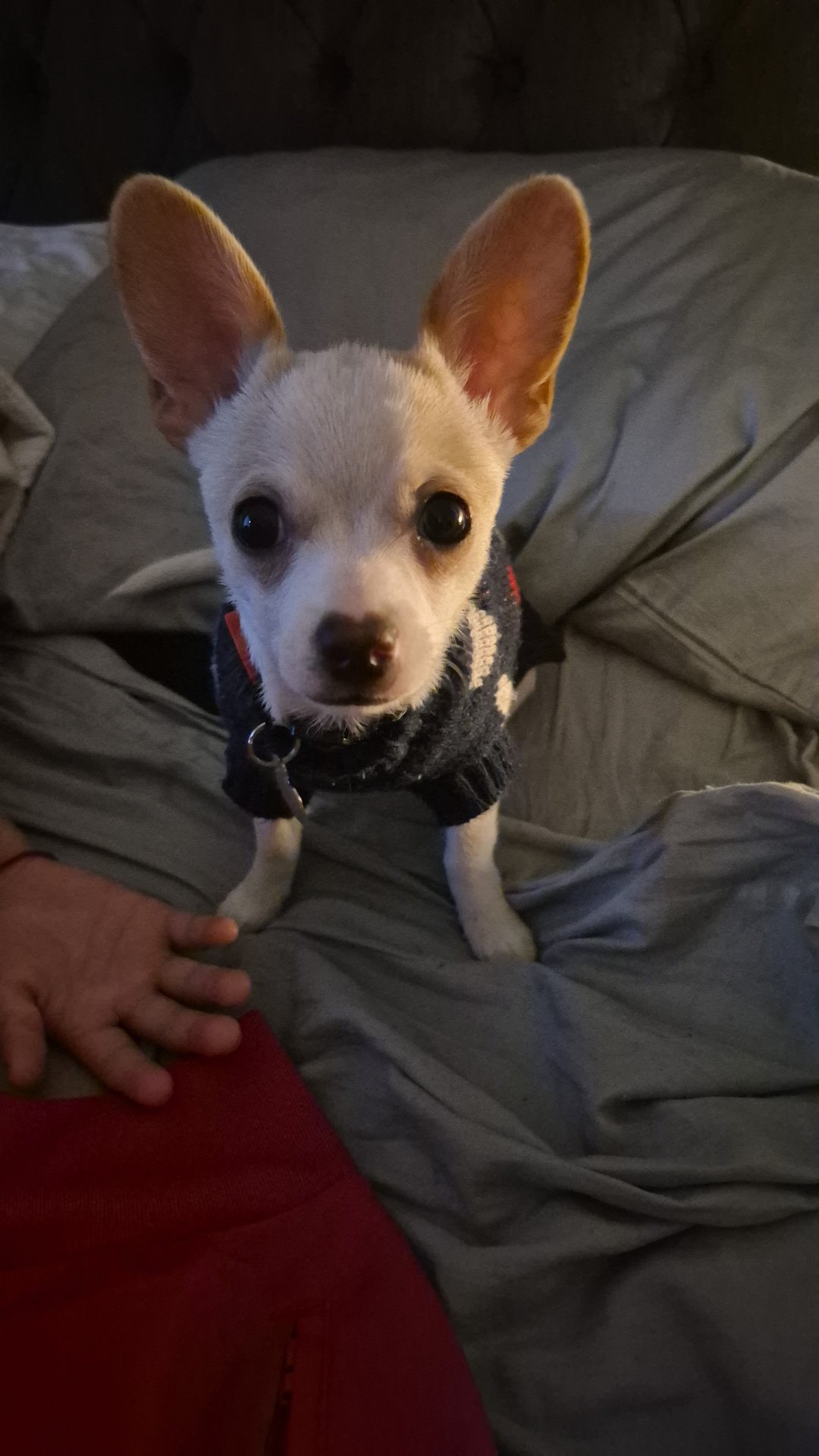 Benito, chihuahua de Santiago