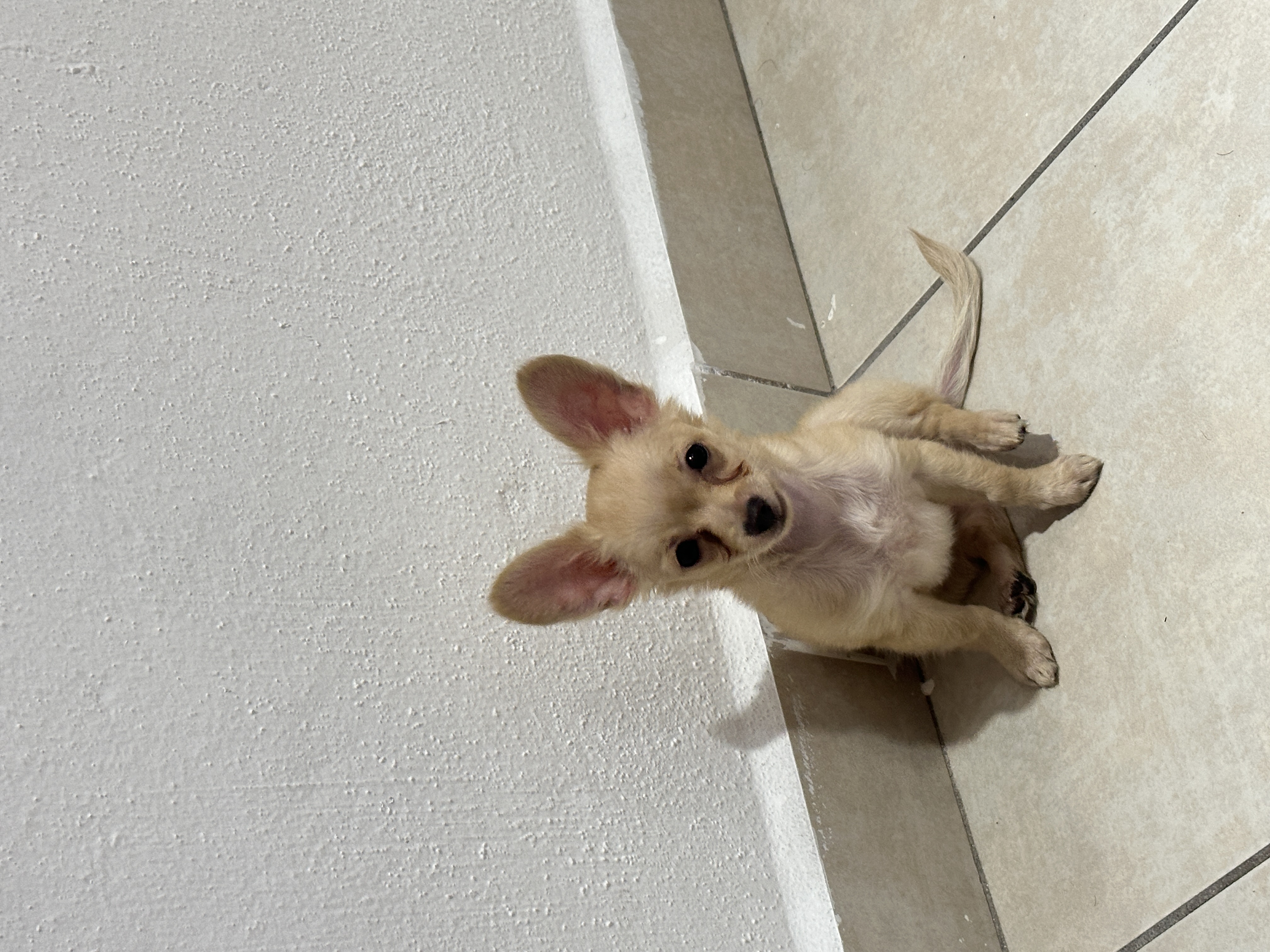 Jade, chihuahua de Chiapas
