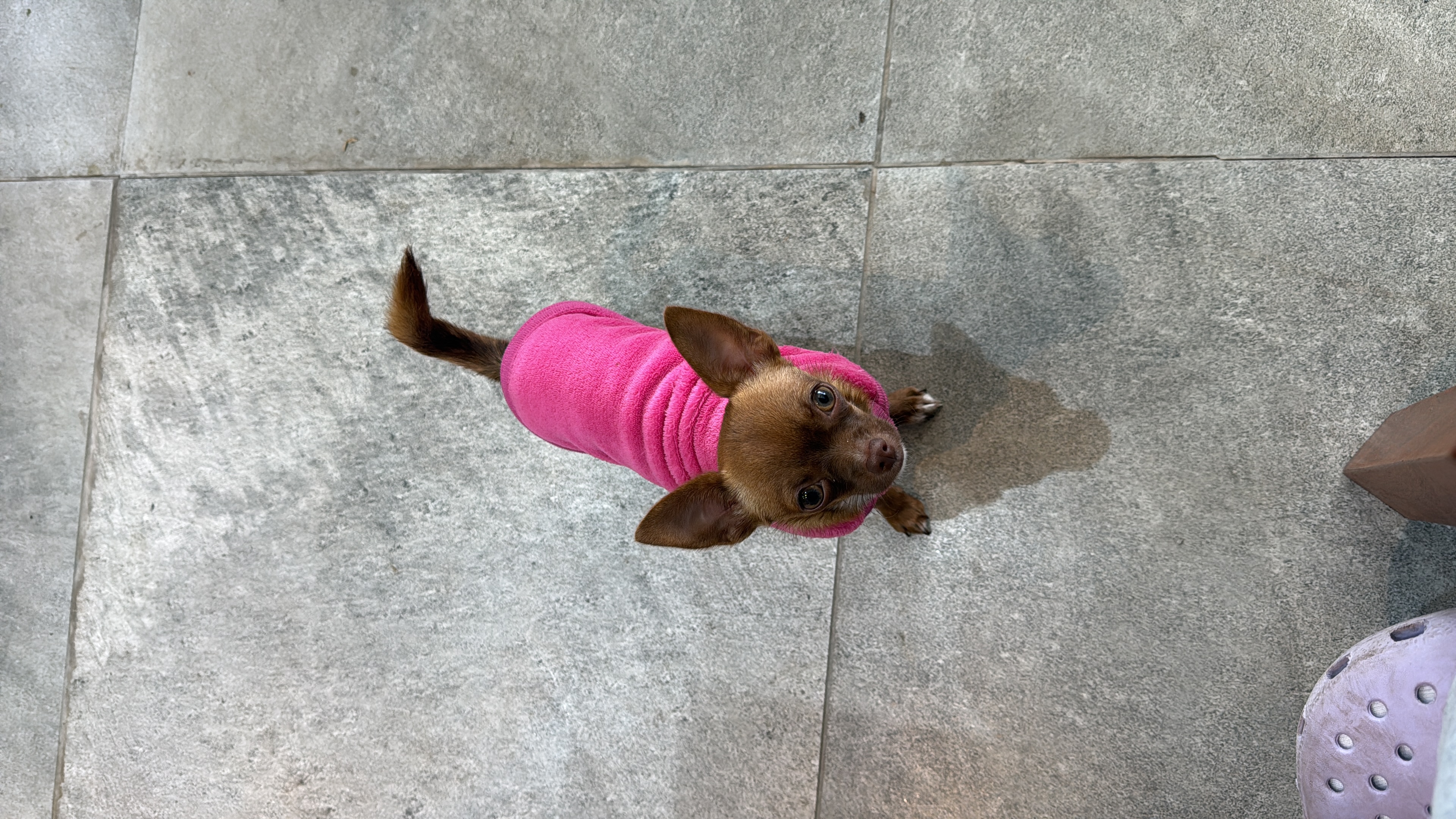 Nina, chihuahua de Argentina