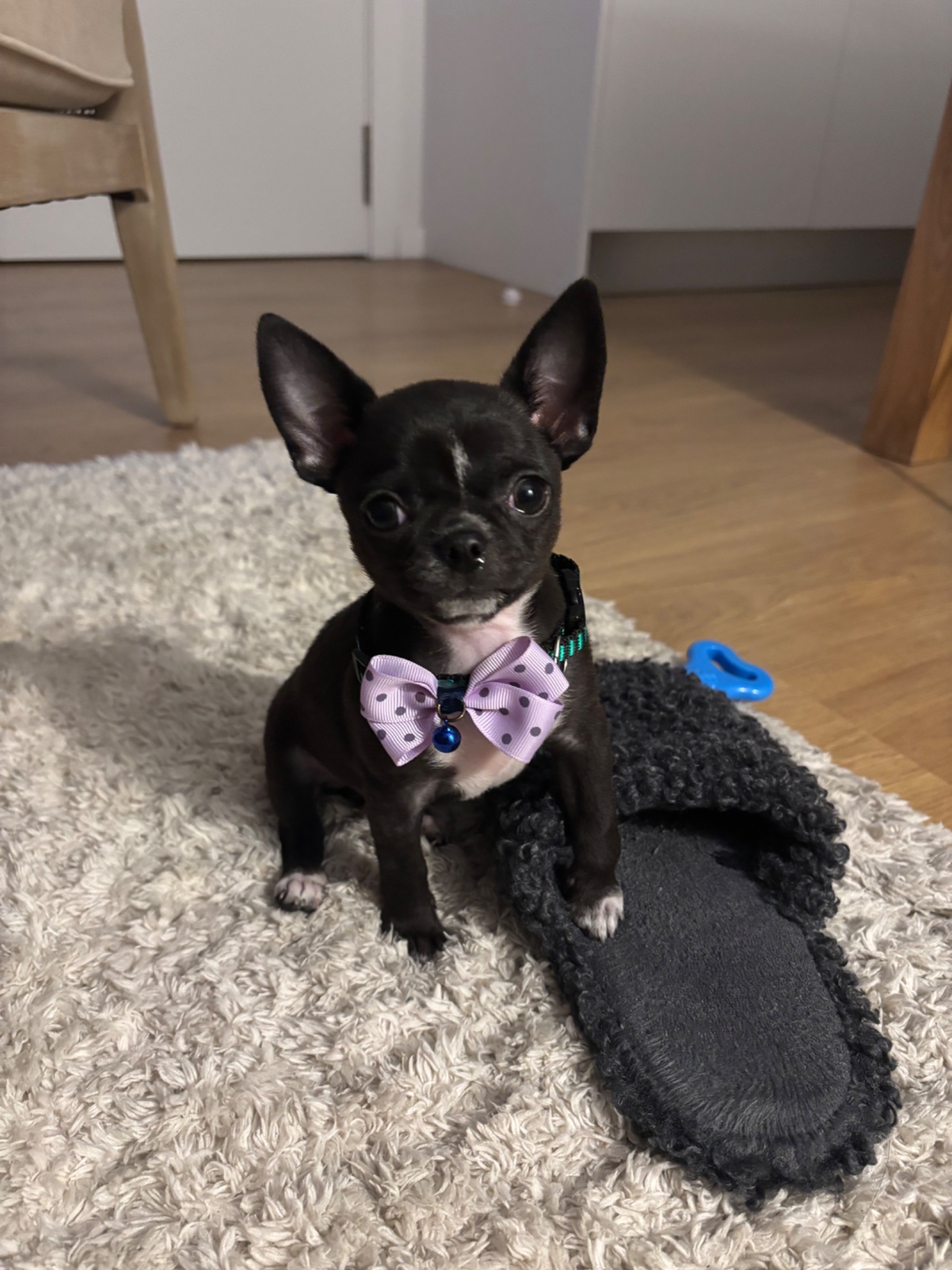 Felipe, chihuahua de Valencia
