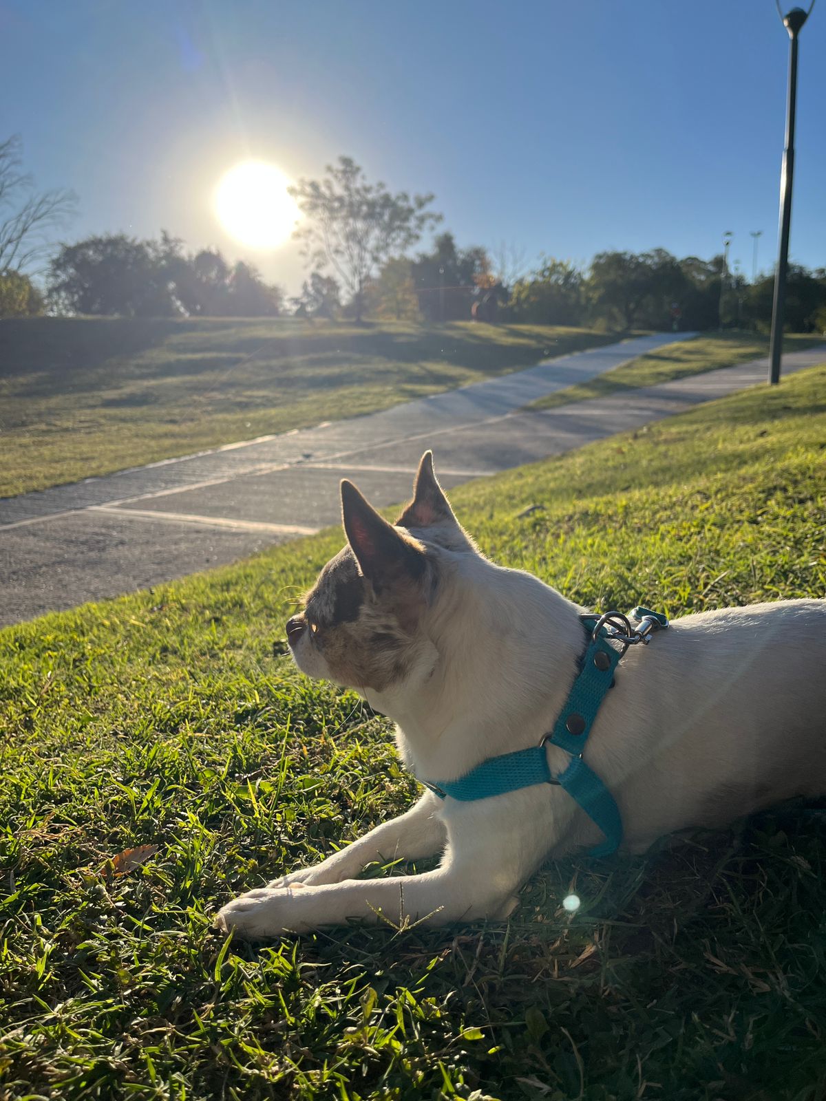 Coco, chihuahua de Córdoba, Argentina
