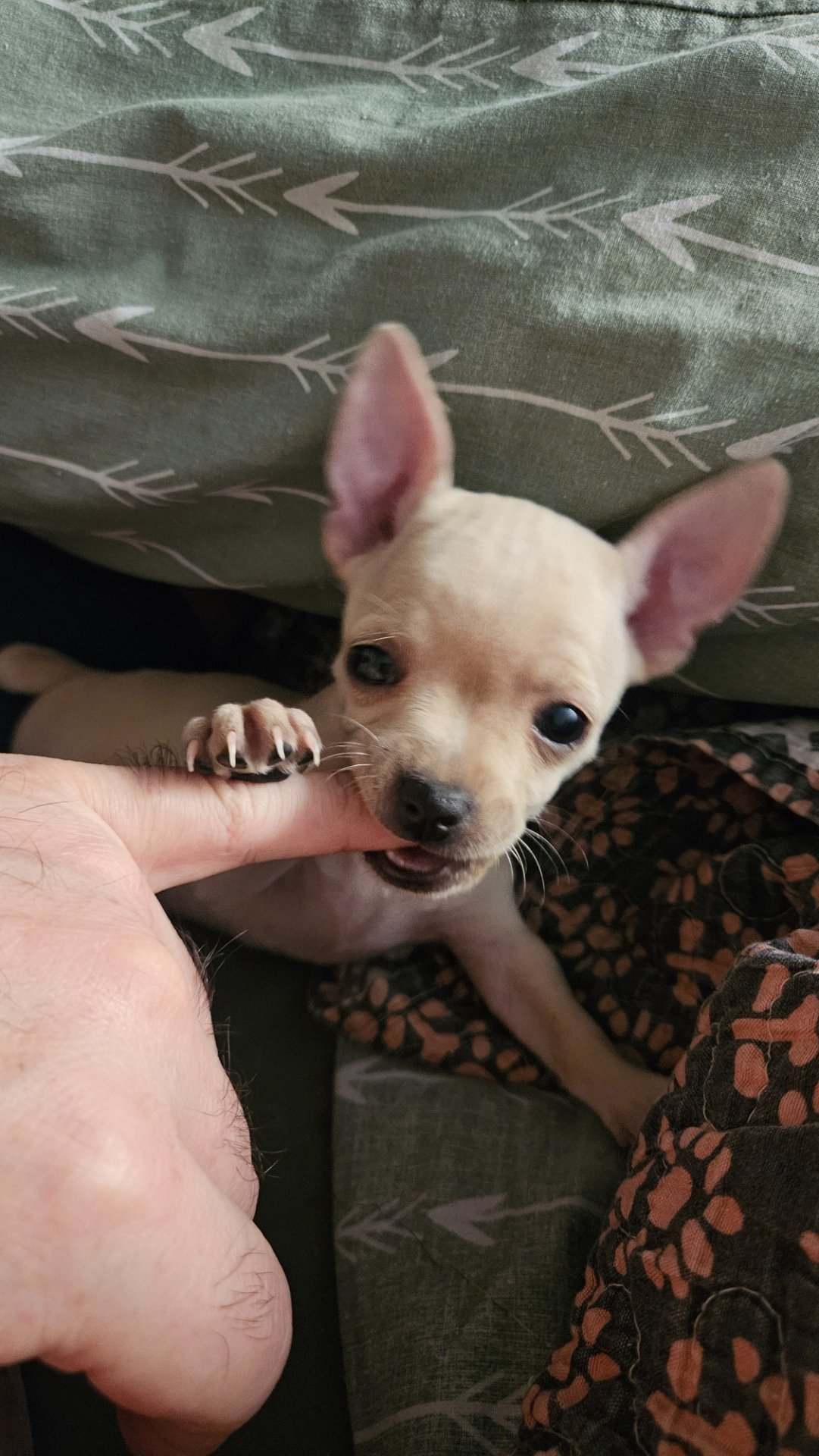 Kiki, chihuahua de Asunción