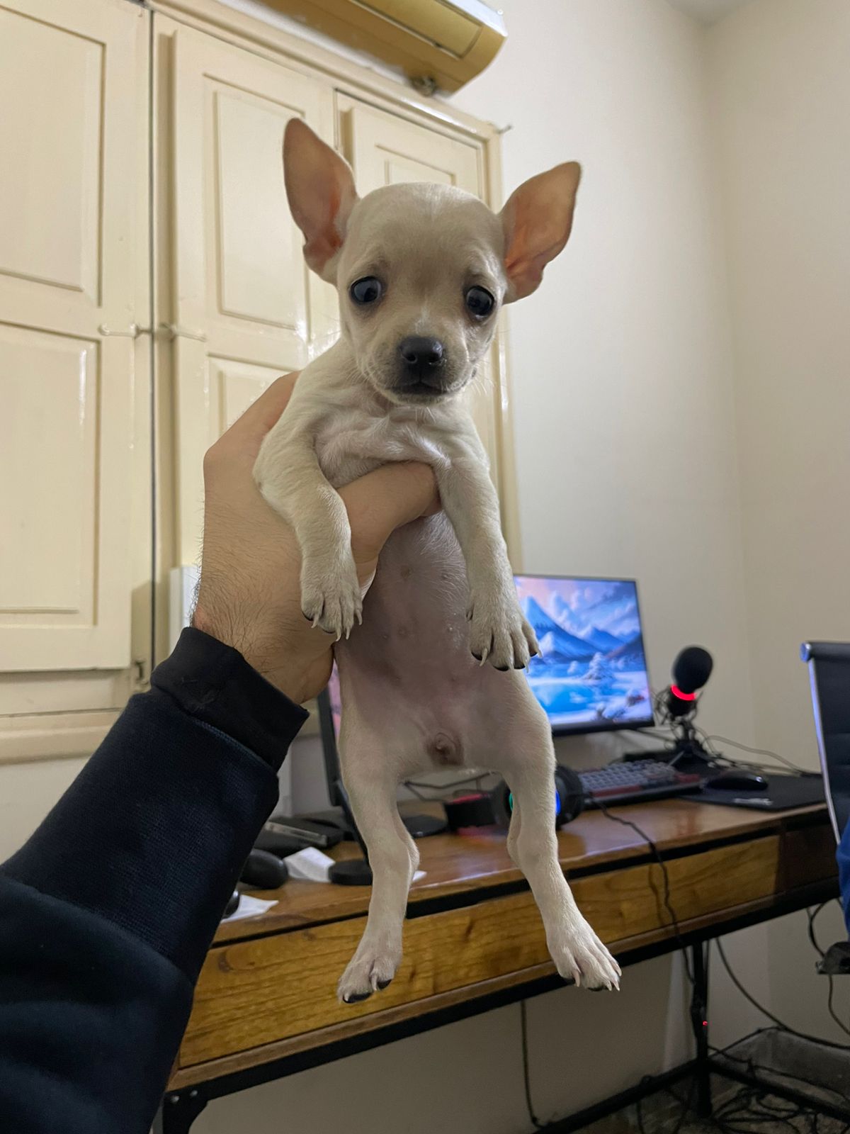 Kiki, foto 2