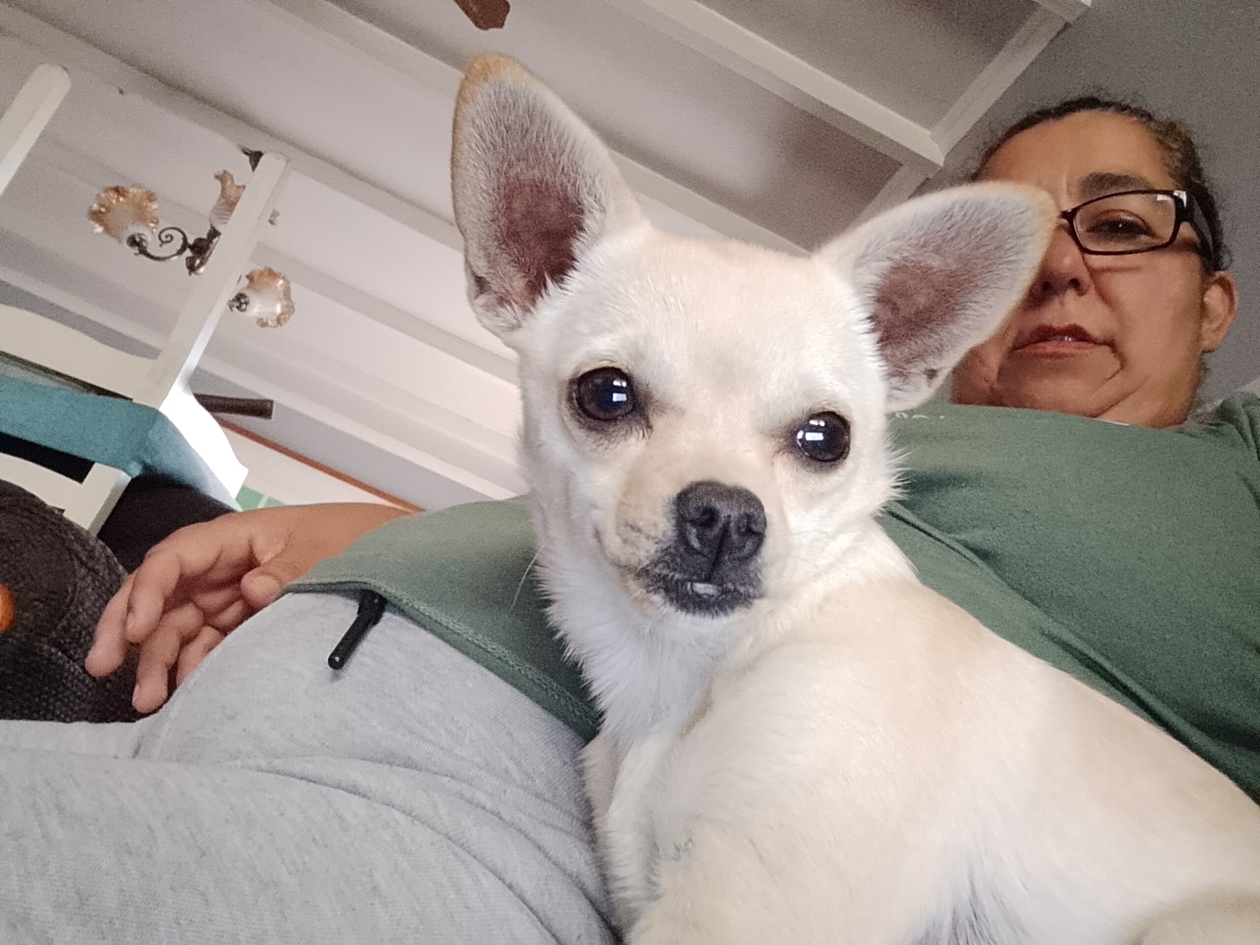 Kalesy, chihuahua de Santiago de Chile