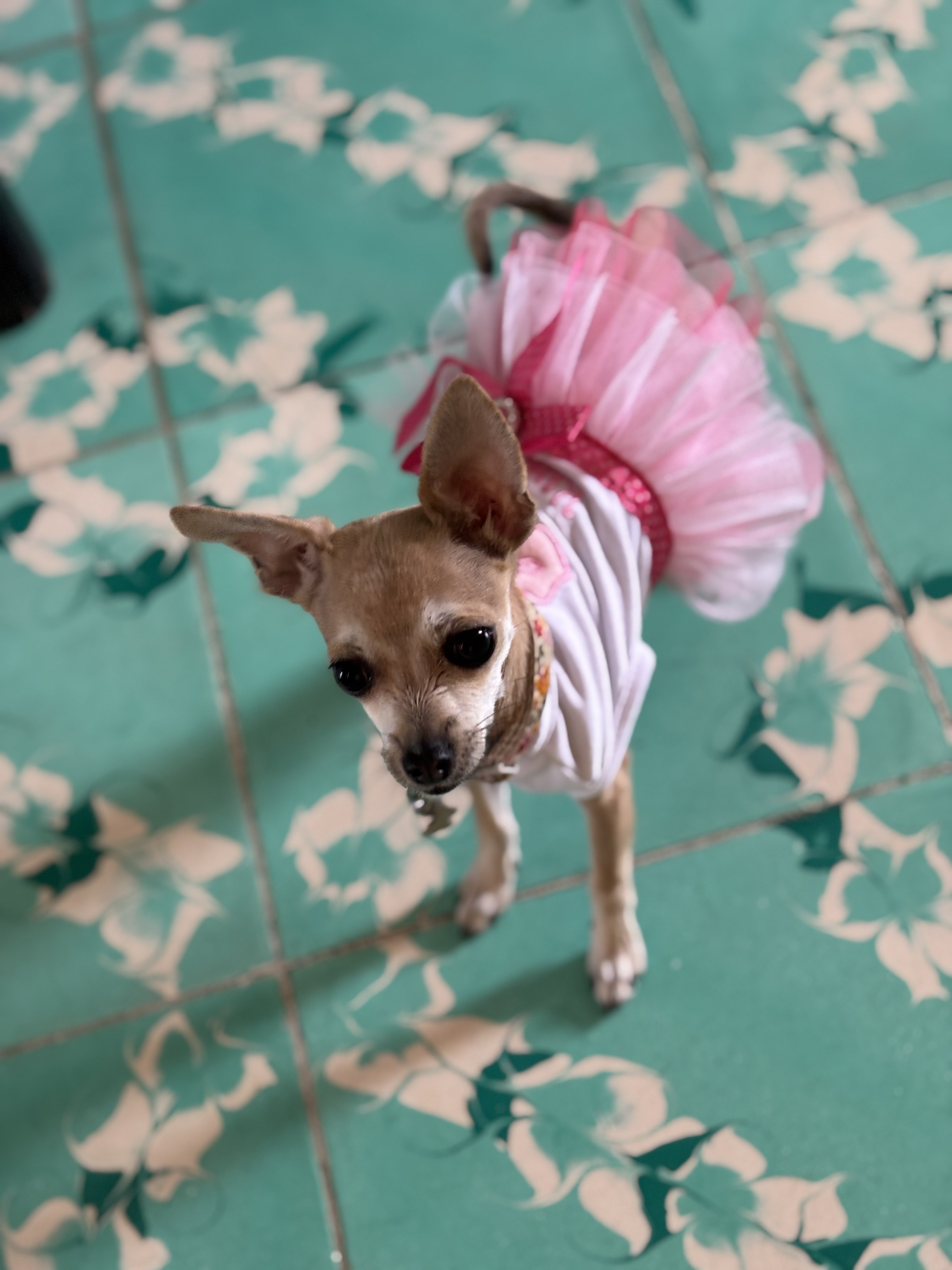 Muñeca, chihuahua de Chupícuaro, Guanajuato