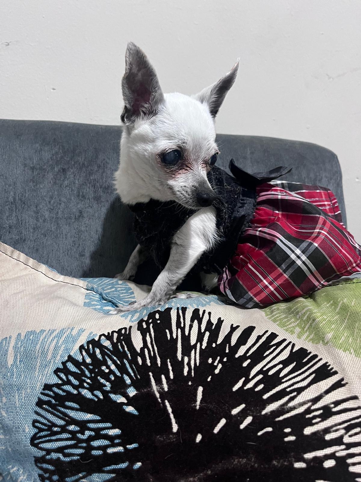 Kiki's Michelle, chihuahua blanca con manchita en el ojo, de Monterrey