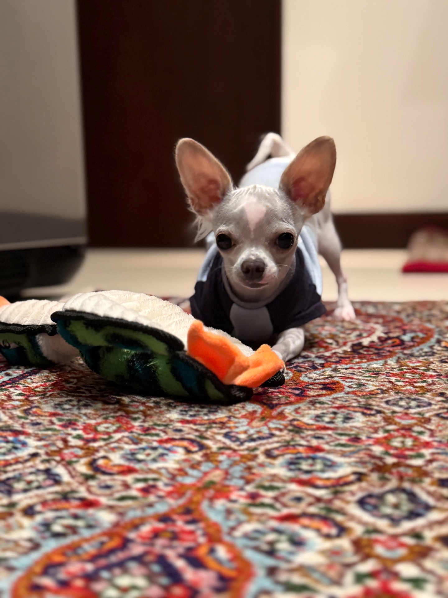 Maya y Merlina, dos hermanas chihuahua de Costa Rica: Maya es hairless (sin pelo) y Merlina tiene pelo corto caramelo