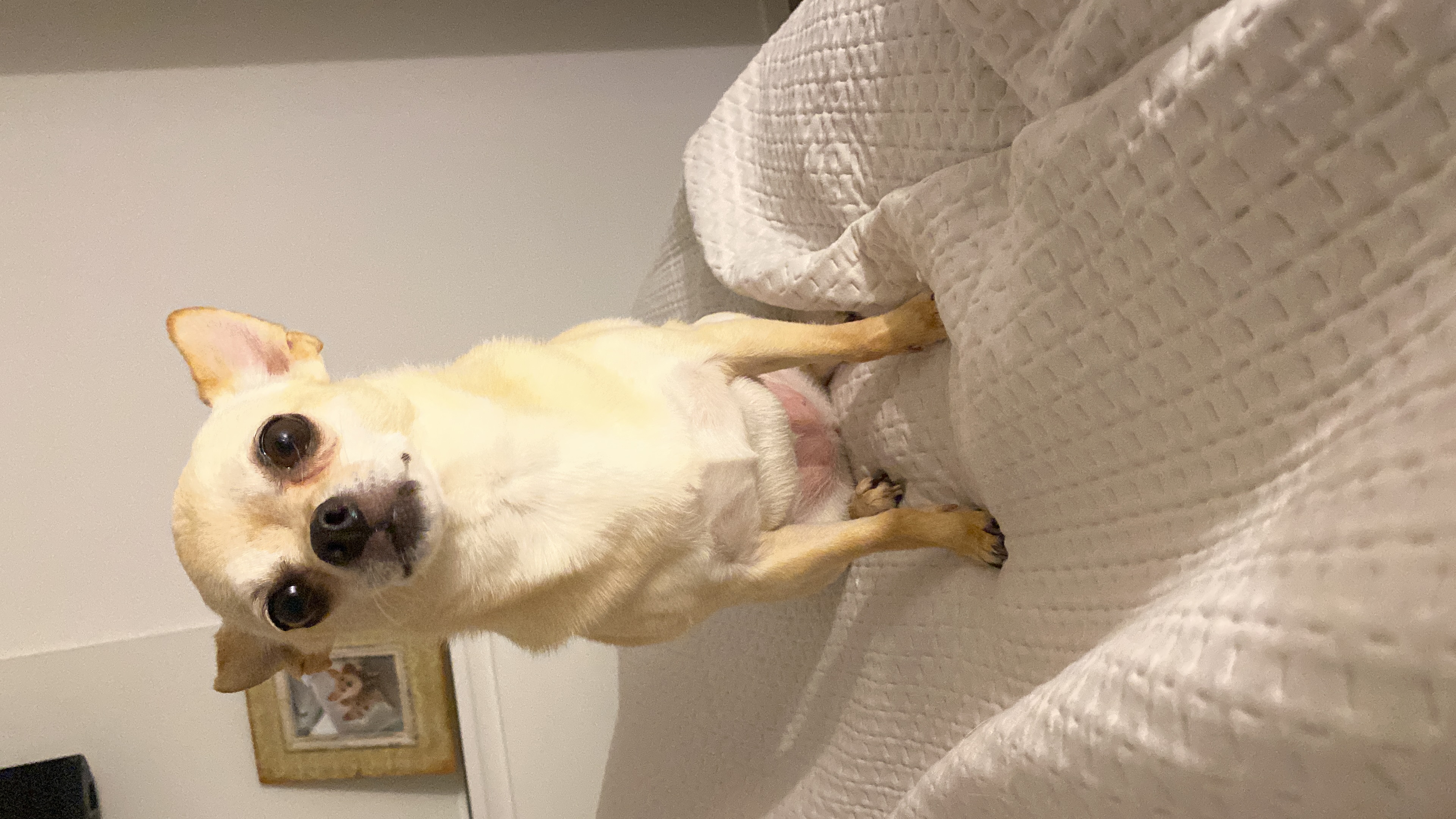 Frida, chihuahua crema de Buenos Aires